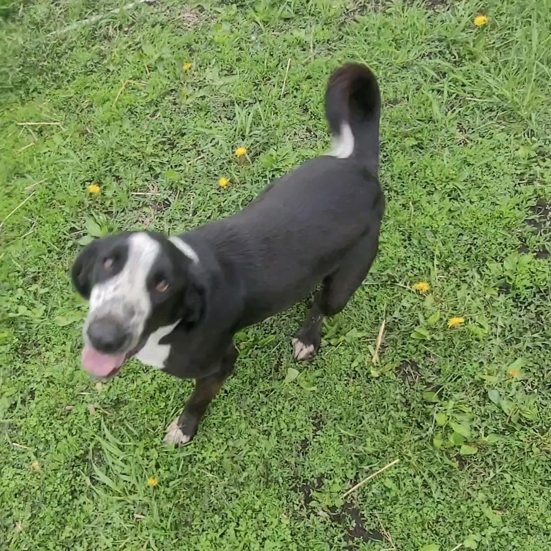 Petey, a Adoptable Mixed Breed in Clarion, IA image 2/6