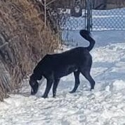 Petey, a Adoptable Mixed Breed in Clarion, IA image 3/6