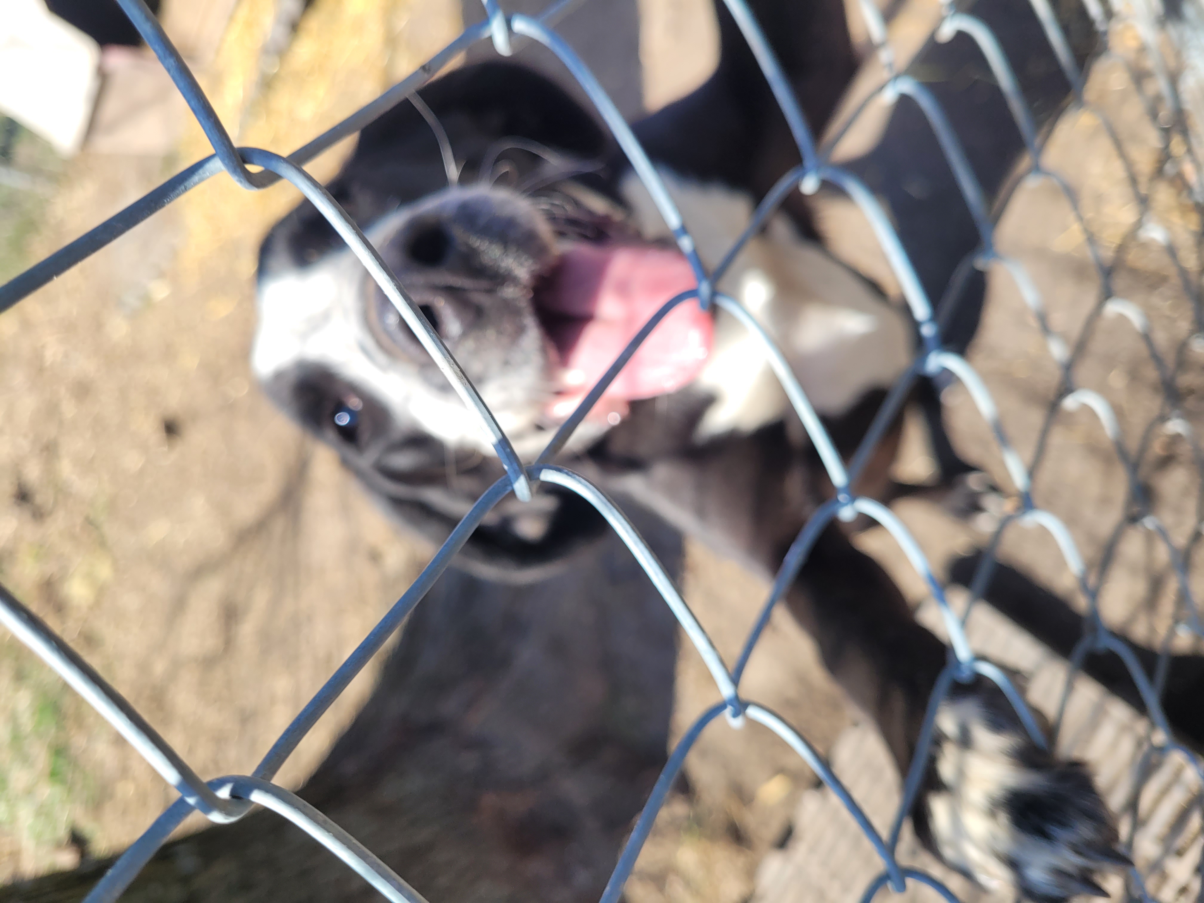 Petey, a Adoptable Mixed Breed in Clarion, IA image 5/6