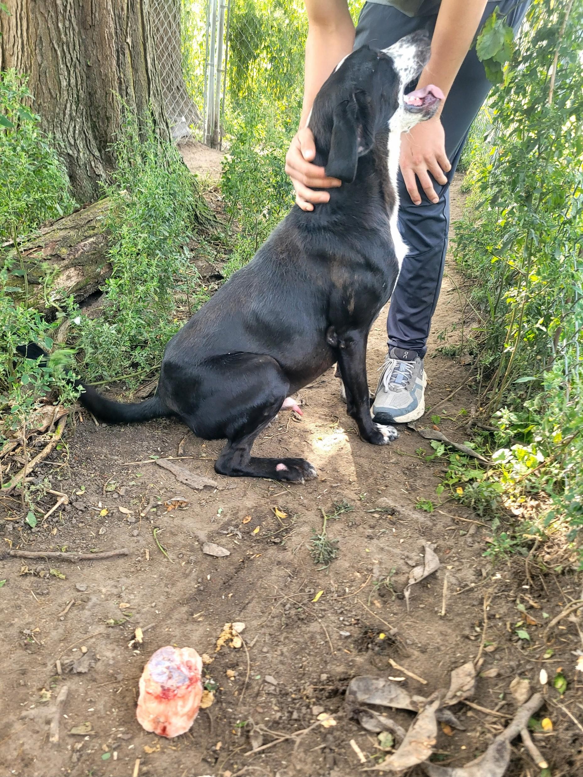 Petey, a Adoptable Mixed Breed in Clarion, IA image 6/6