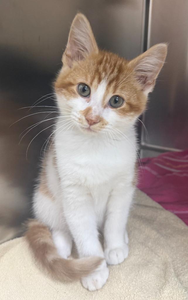 Bumper, Adoptable, Kitten Male Domestic Short Hair.