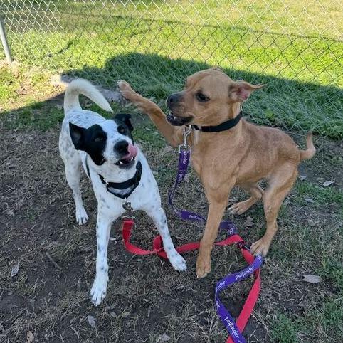 Subwoofer, Adoptable, Young Female Terrier & Pug.