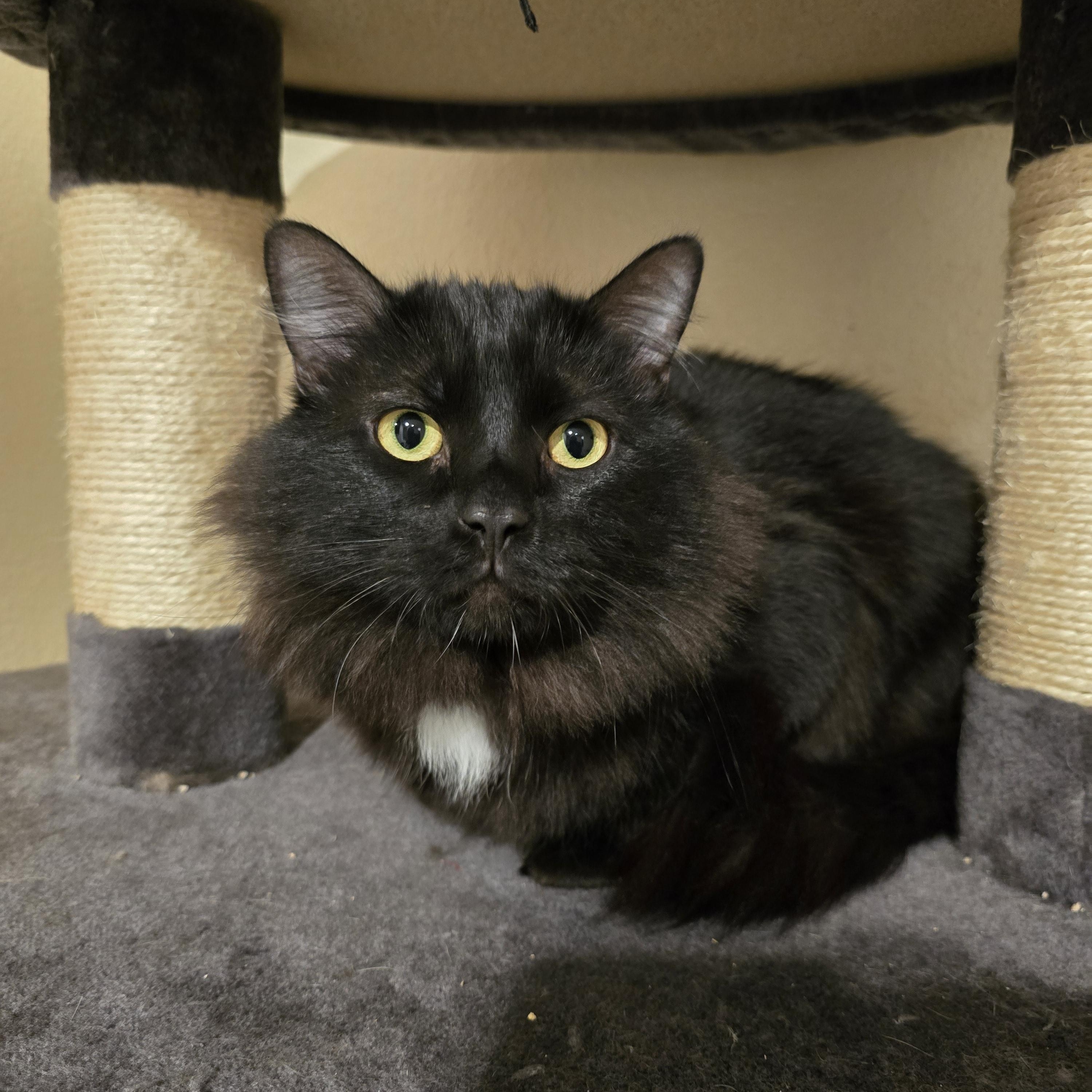 Enlarge Jasper (BONDED WITH MOUSE), a Adopted Domestic Medium Hair in Sammamish, WA image 2/2