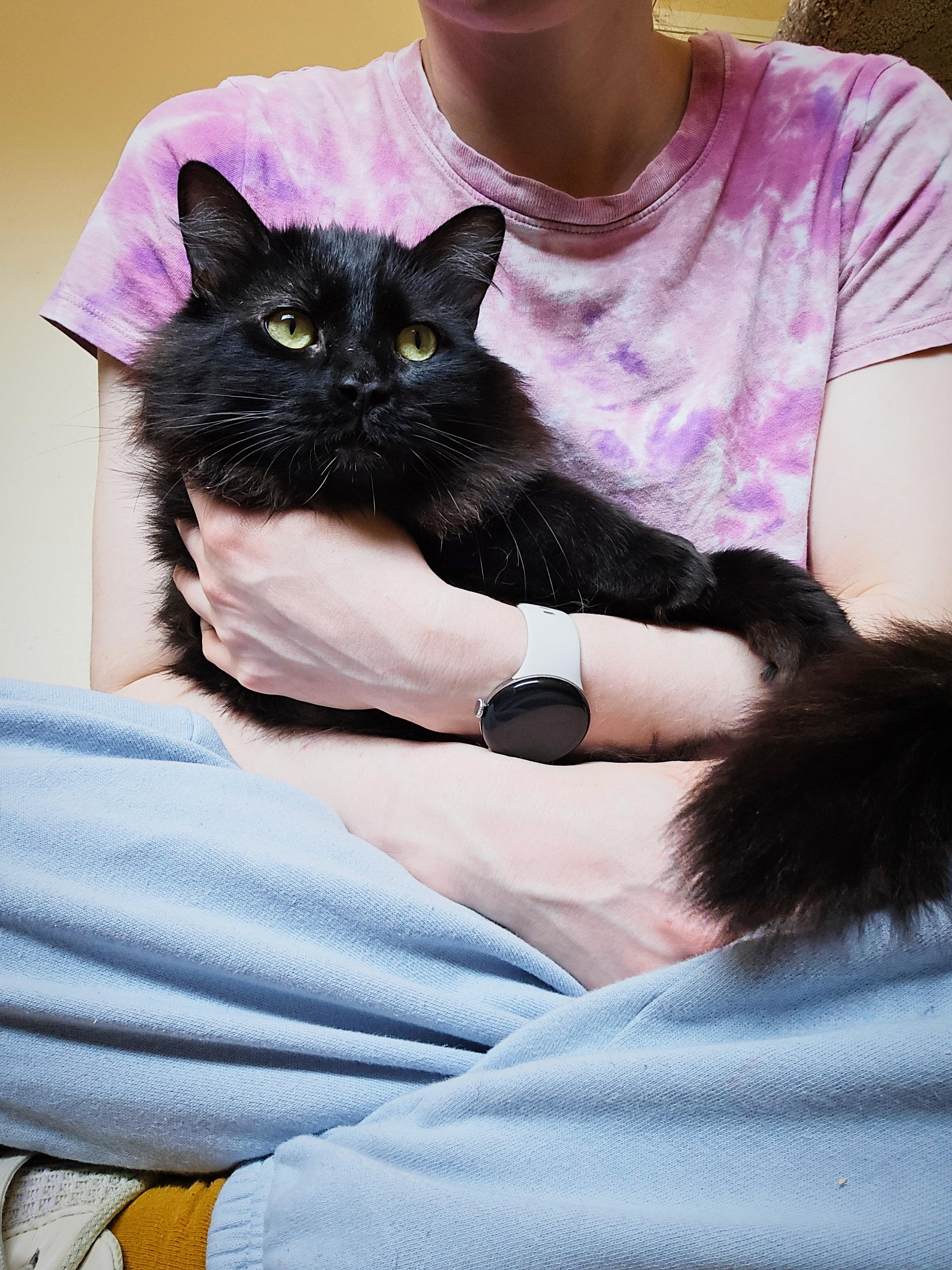 Enlarge Jasper (BONDED WITH MOUSE), a Adopted Domestic Medium Hair in Sammamish, WA image 1/2
