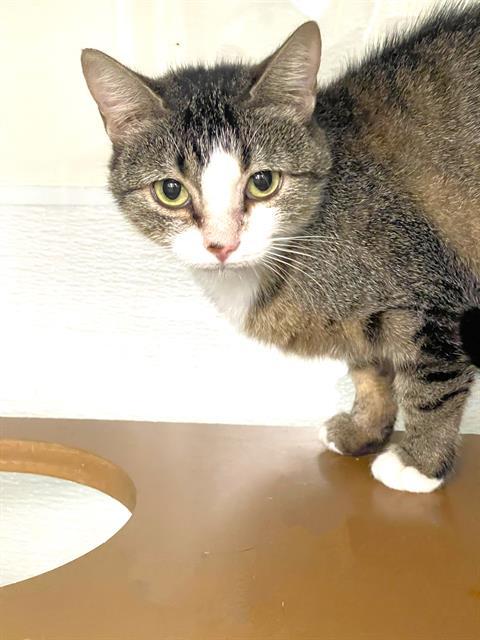 Enlarge BETTY, a Adoptable Domestic Short Hair in Naples, FL image 1/1