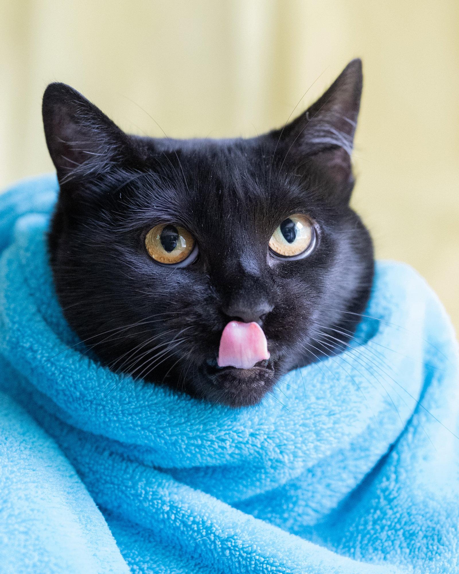 Enlarge TRIXIE, a Adoptable Domestic Short Hair in Holbrook, NY image 1/3