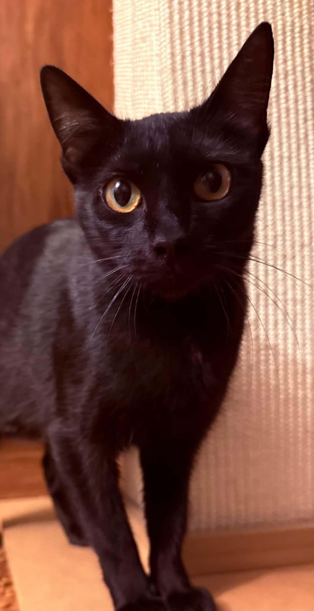 Enlarge TRIXIE, a Adoptable Domestic Short Hair in Holbrook, NY image 2/3