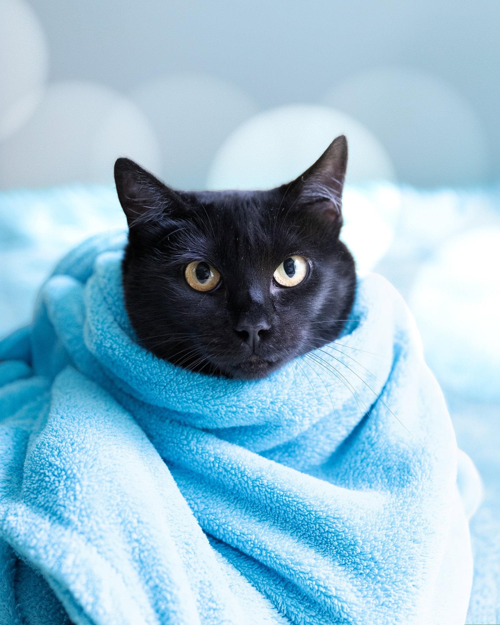 Enlarge TRIXIE, a Adoptable Domestic Short Hair in Holbrook, NY image 3/3