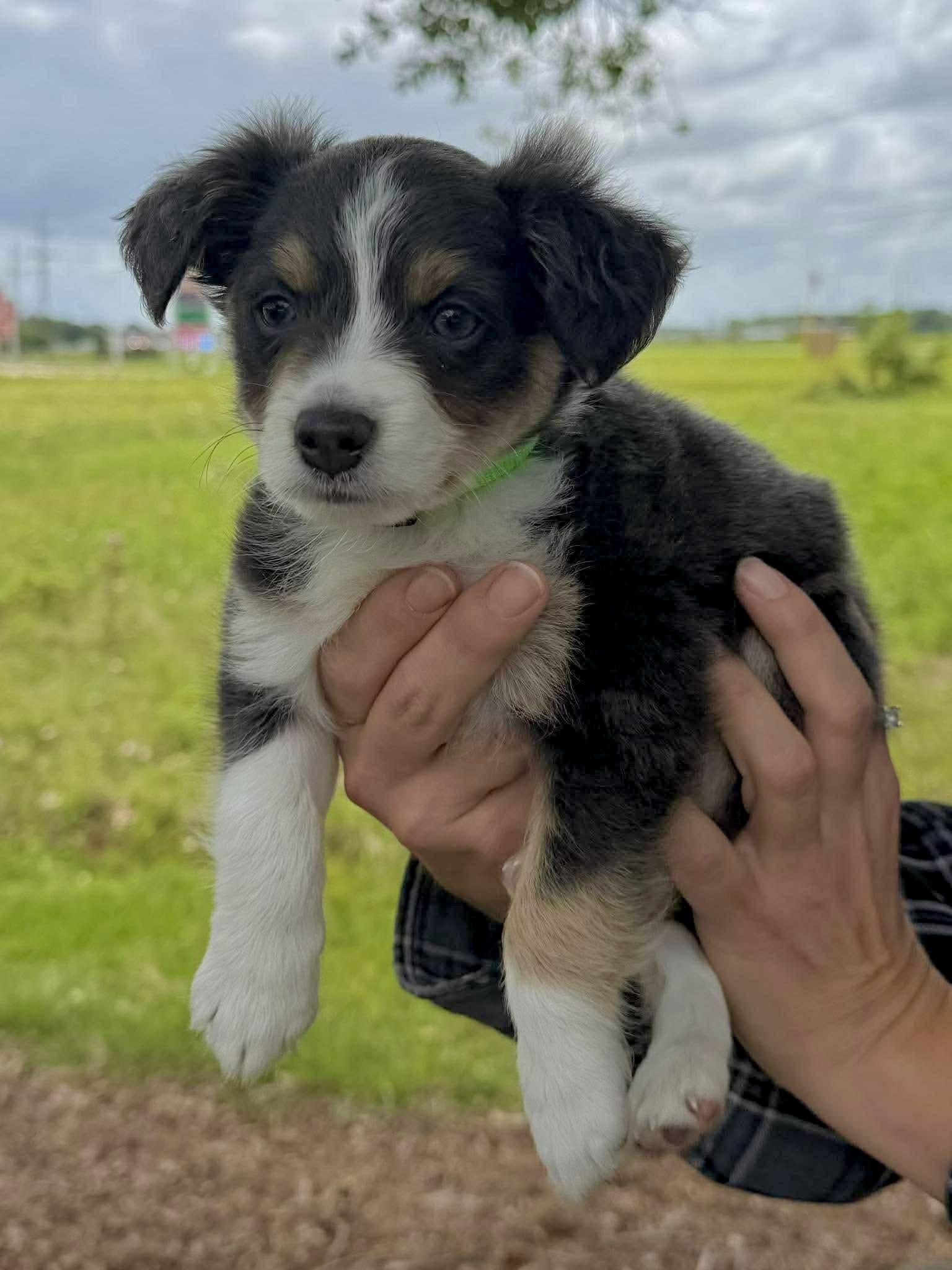 Enlarge Teaka, a ADOPTABLE Australian Shepherd in New Orleans, LA image 3/3