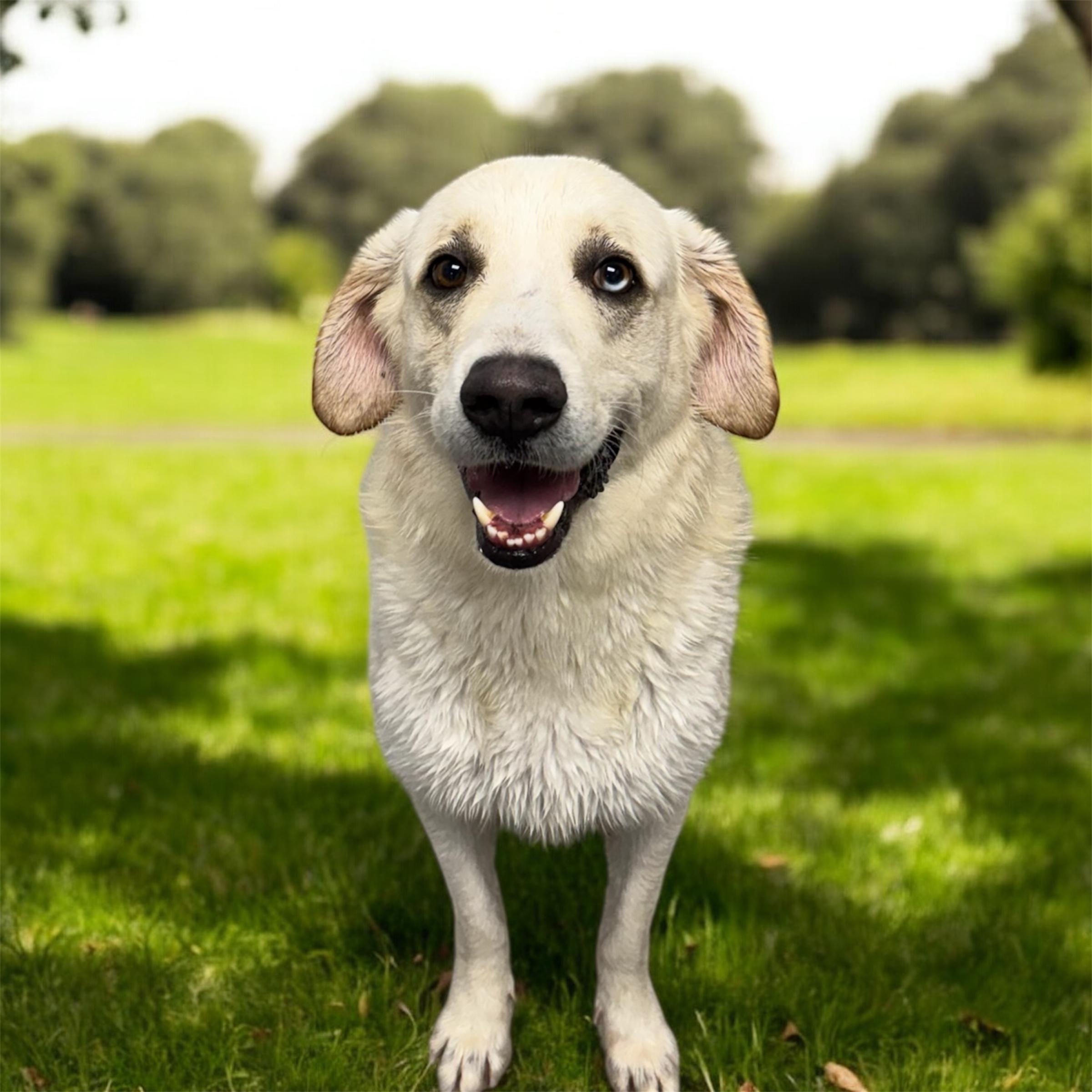 Andres, a ADOPTABLE mixed breed in Williston, VT image 3/5