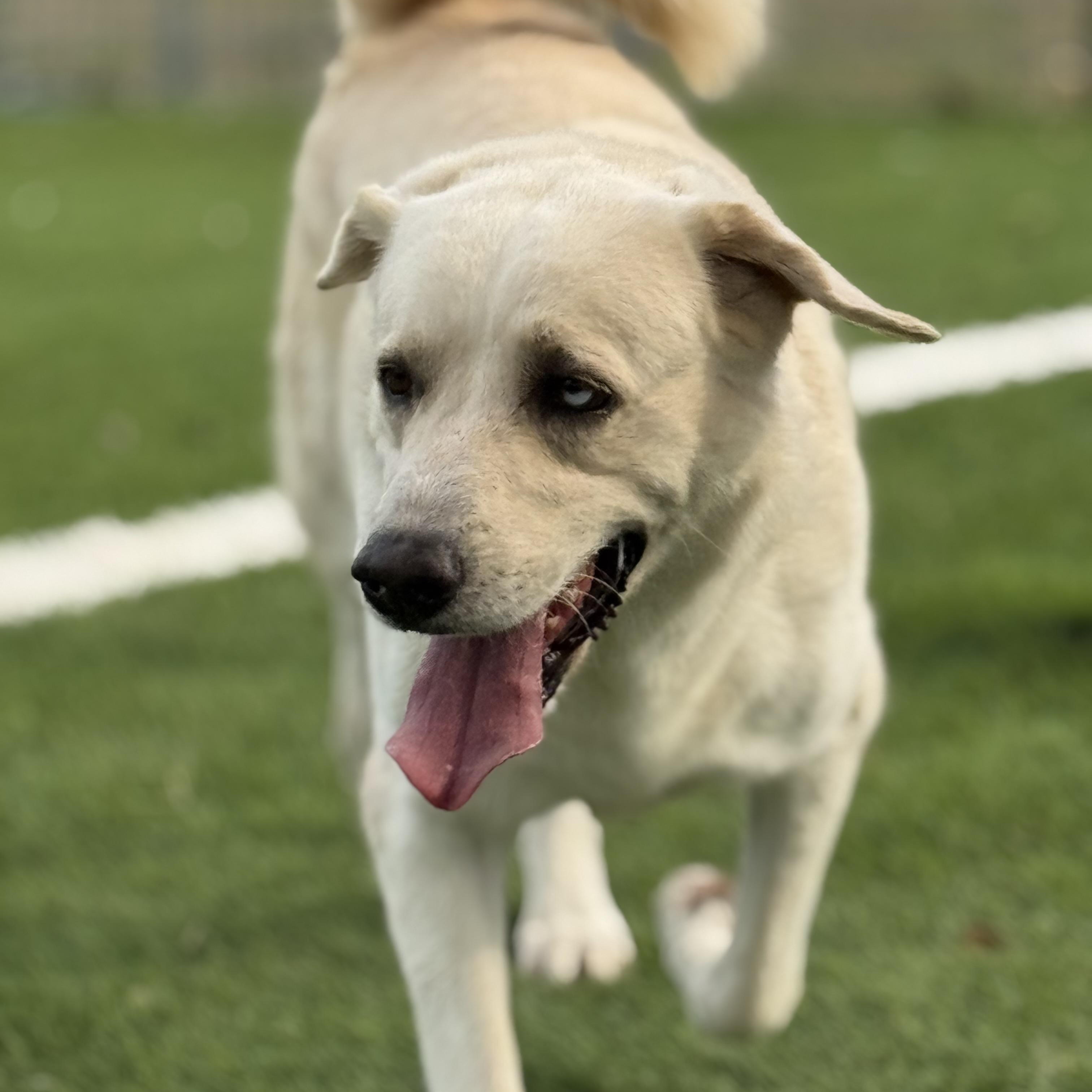 Andres, a ADOPTABLE mixed breed in Williston, VT image 5/5