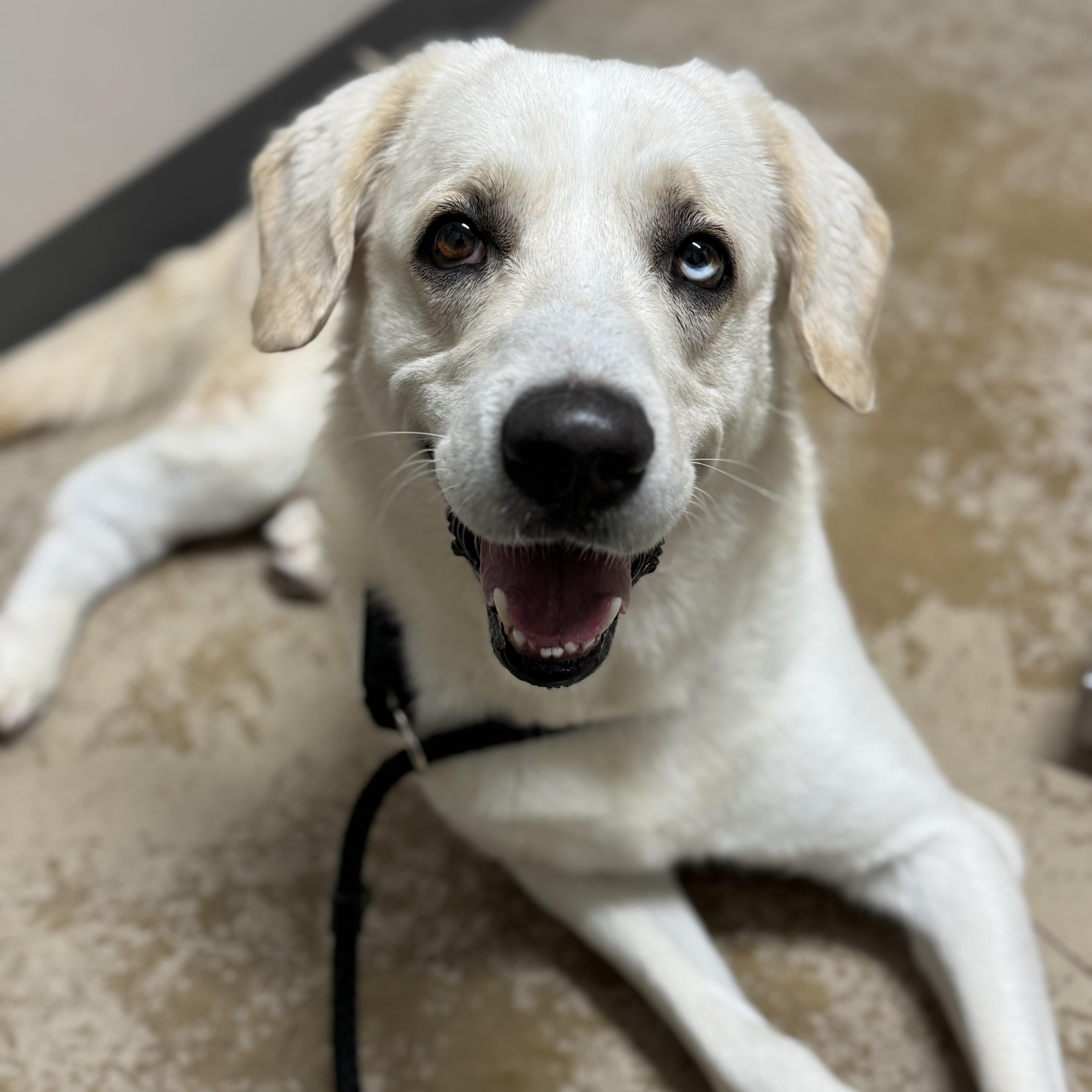 Andres, a ADOPTABLE mixed breed in Williston, VT image 1/5