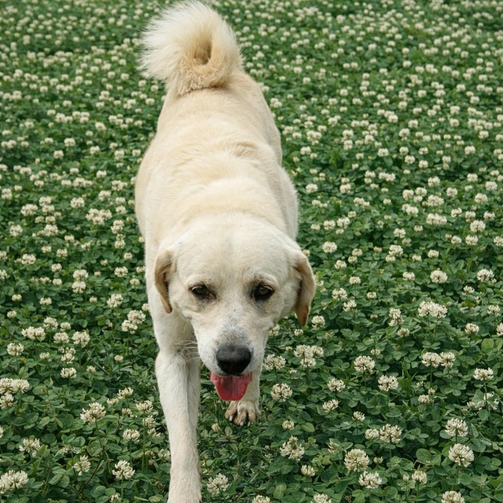Andres, a ADOPTABLE mixed breed in Williston, VT image 2/5