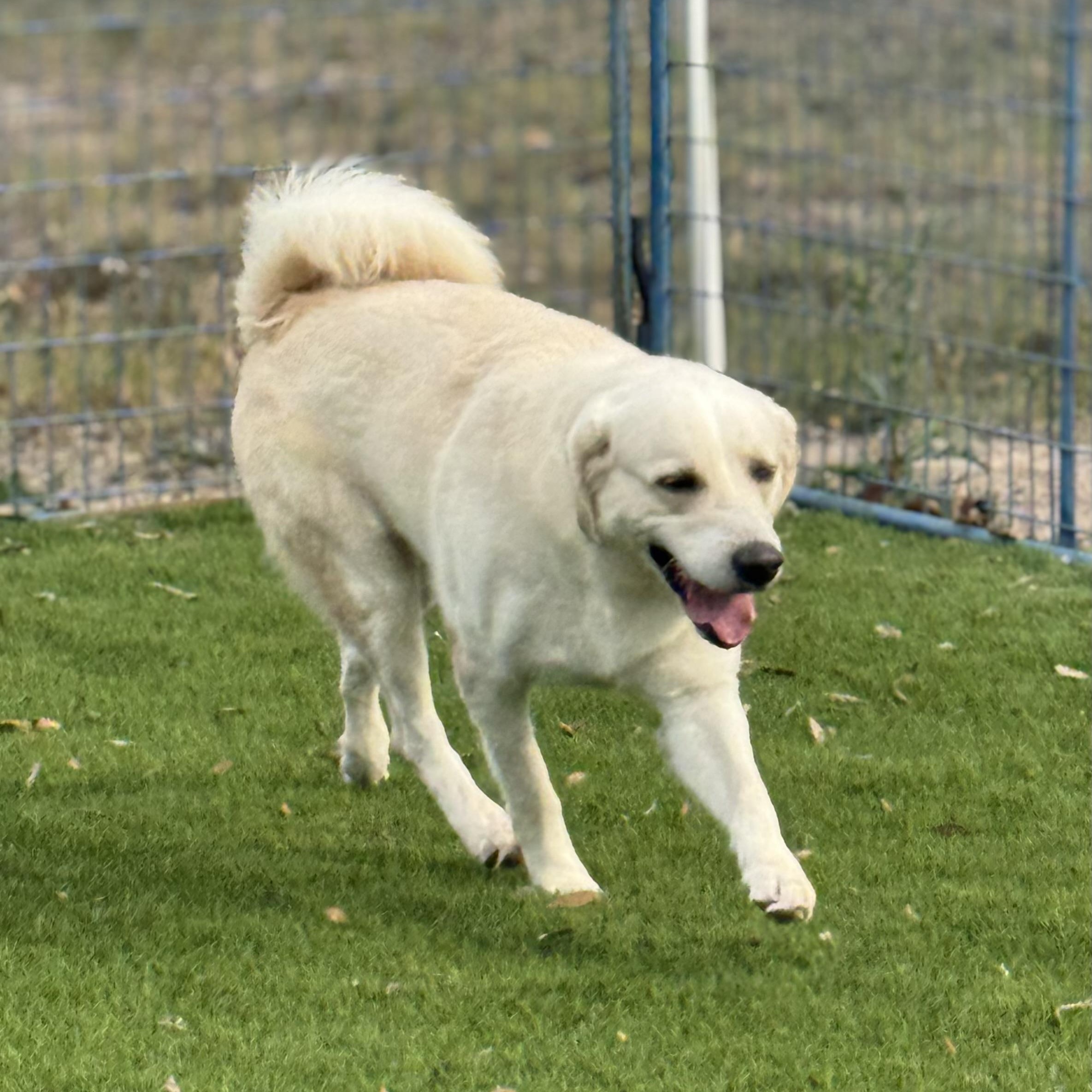 Andres, a ADOPTABLE mixed breed in Williston, VT image 4/5
