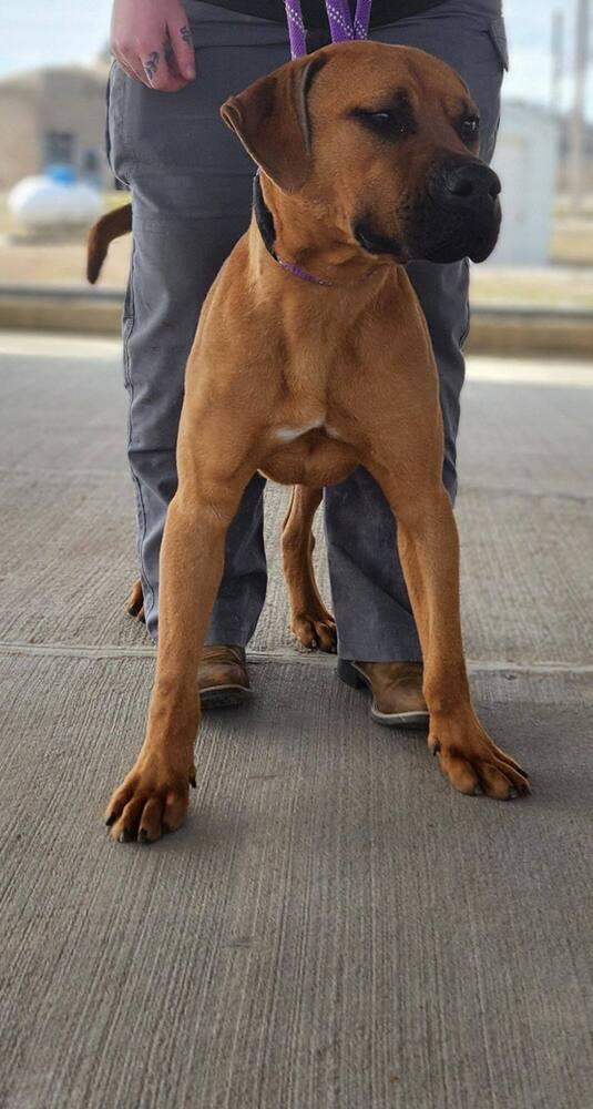 Bo, Adoptable, Adult Male Mixed Breed.