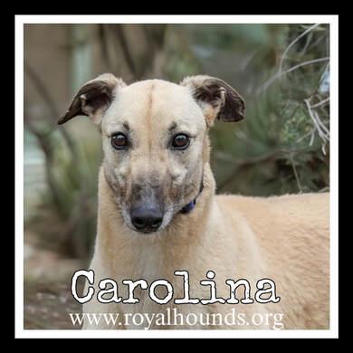 Carolina, ADOPTABLE, Adult Female Greyhound.