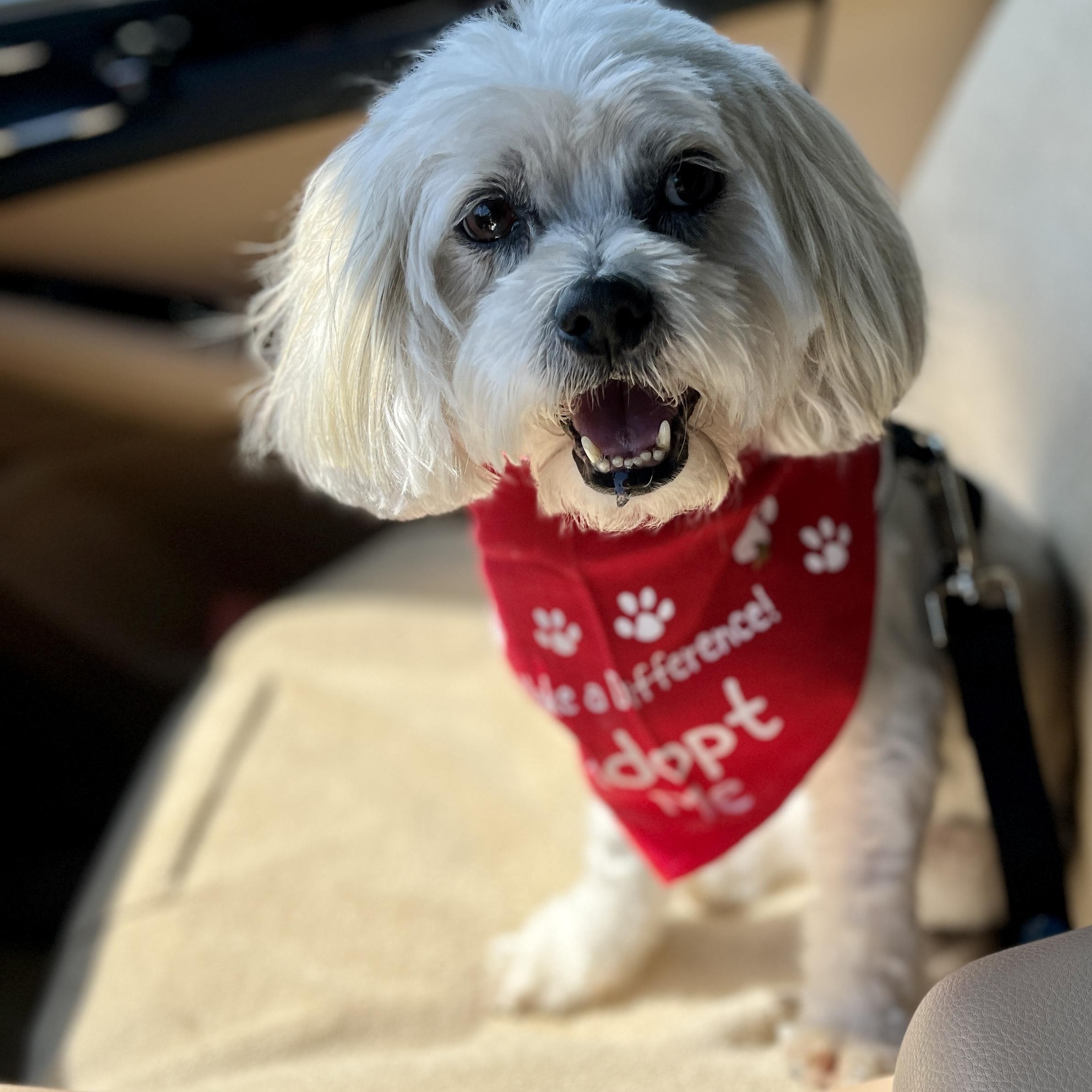 Rudy, a Adoptable mixed breed in El Segundo, CA image 2/6