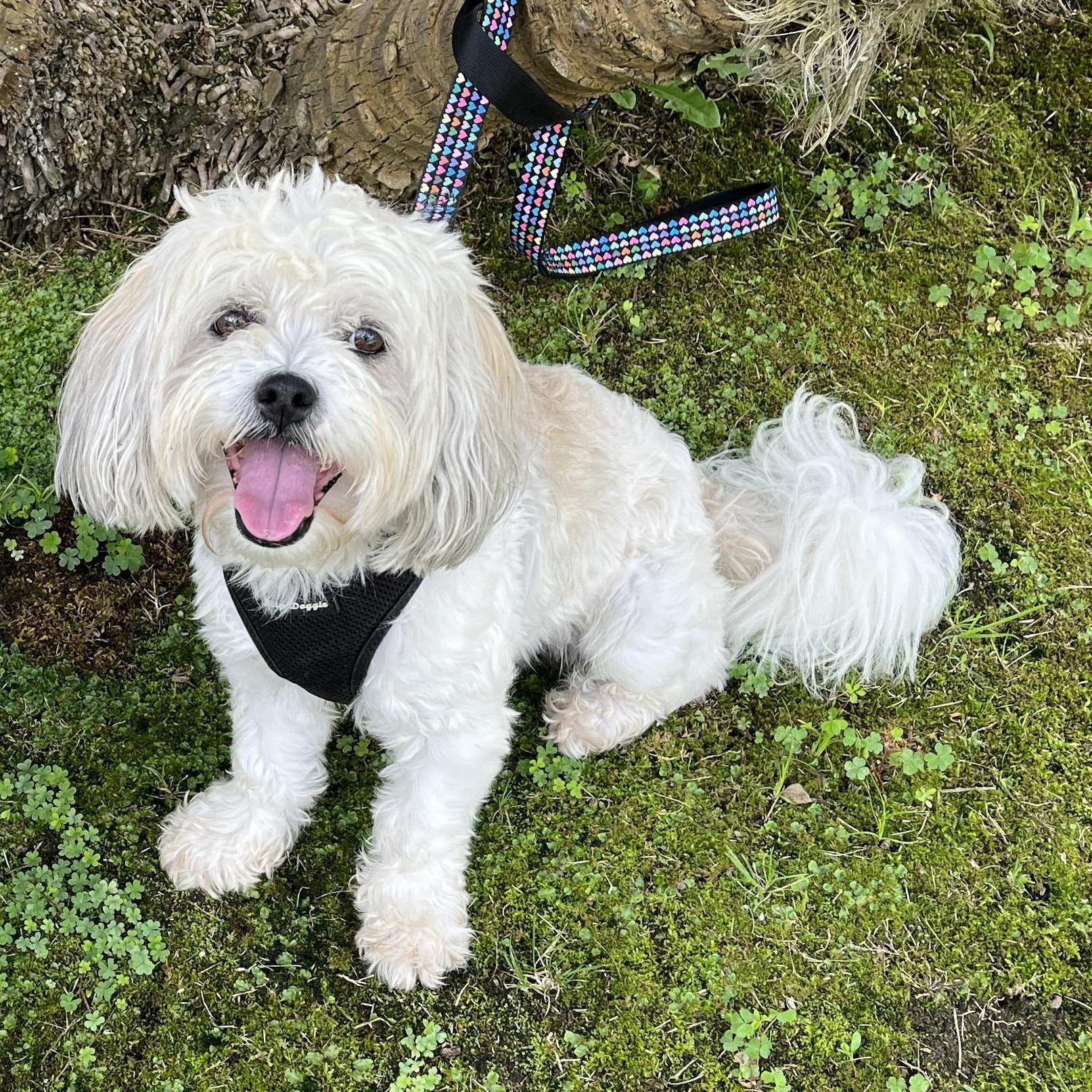 Rudy, a Adoptable mixed breed in El Segundo, CA image 3/6