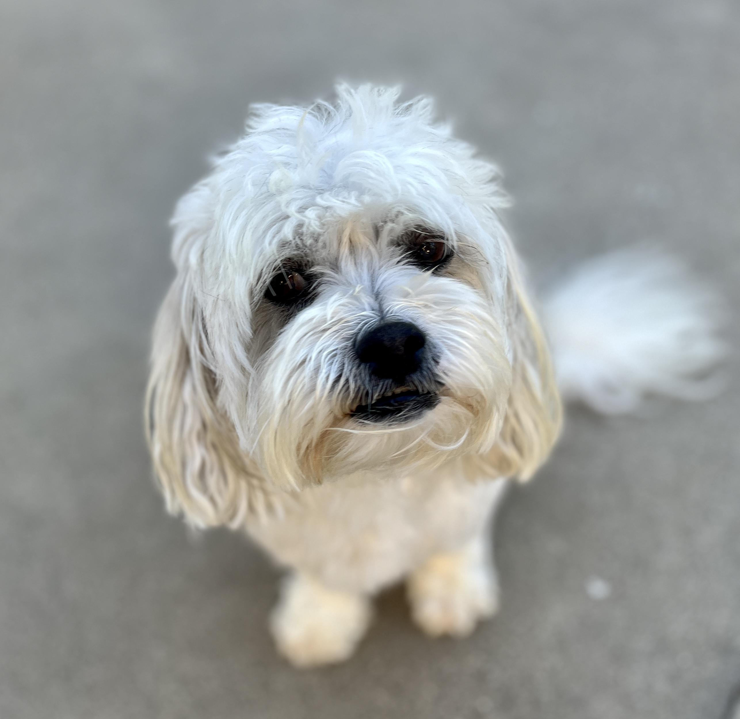 Rudy, a Adoptable mixed breed in El Segundo, CA image 4/6