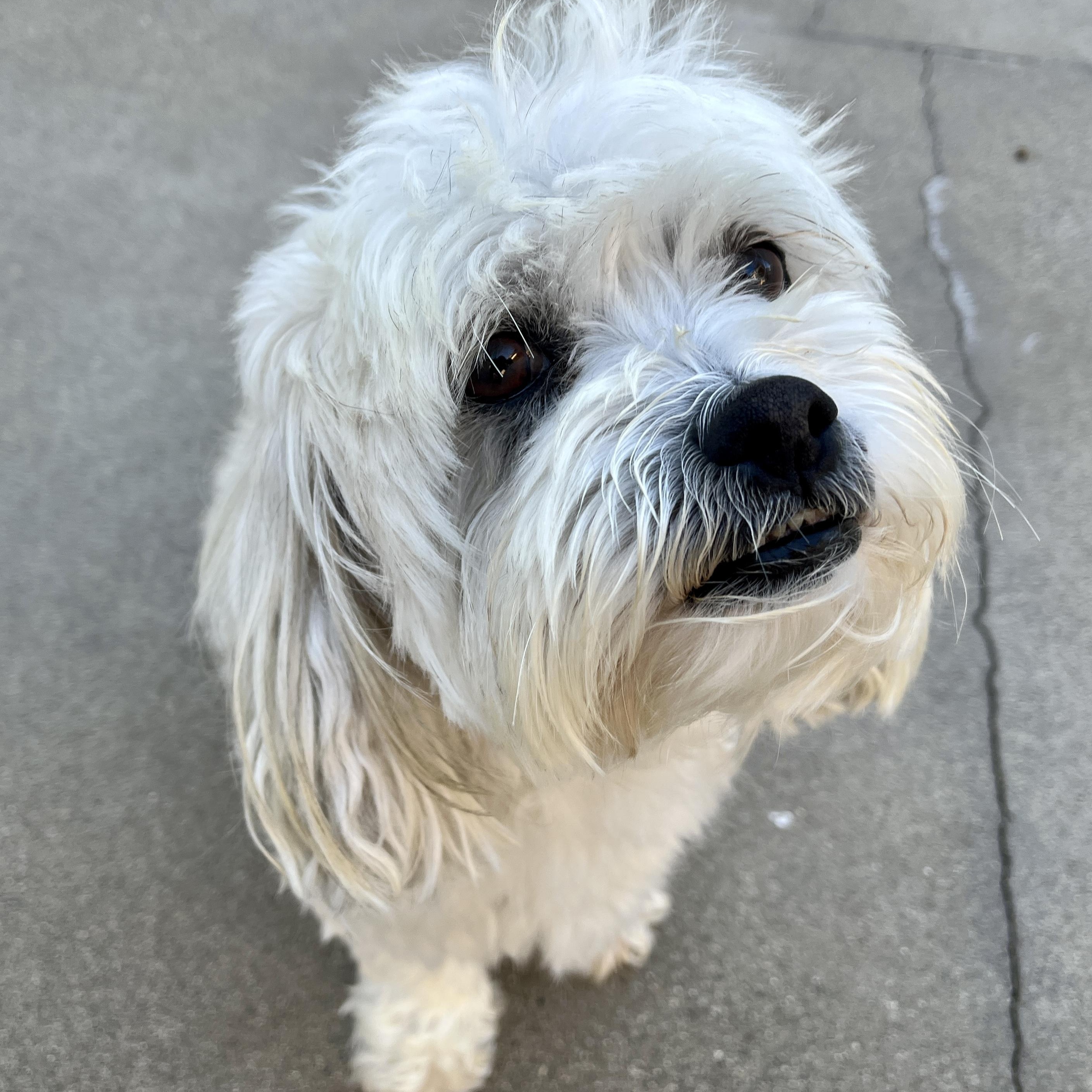 Rudy, a Adoptable mixed breed in El Segundo, CA image 5/6