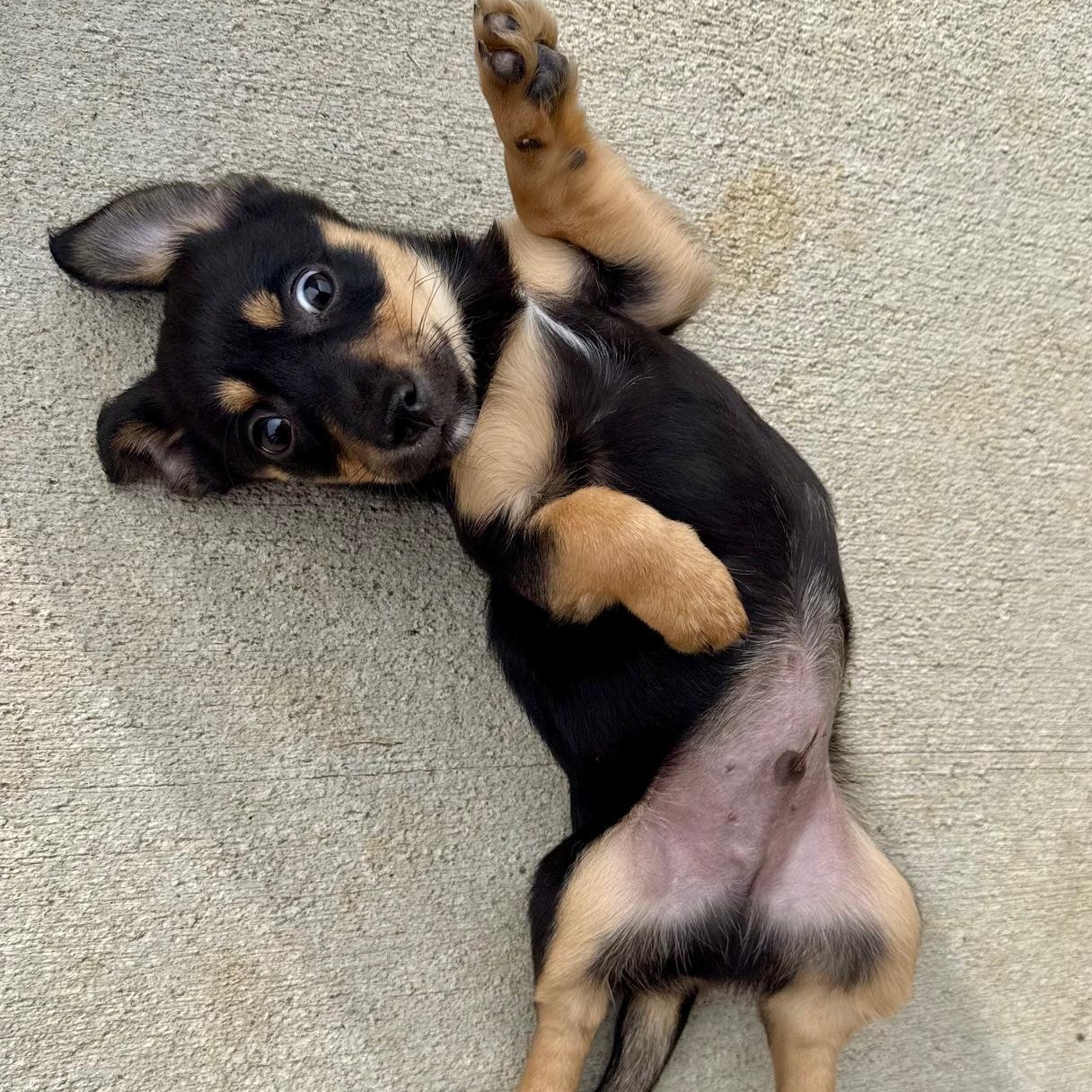 Rudy, ADOPTABLE, Puppy Male Chihuahua.