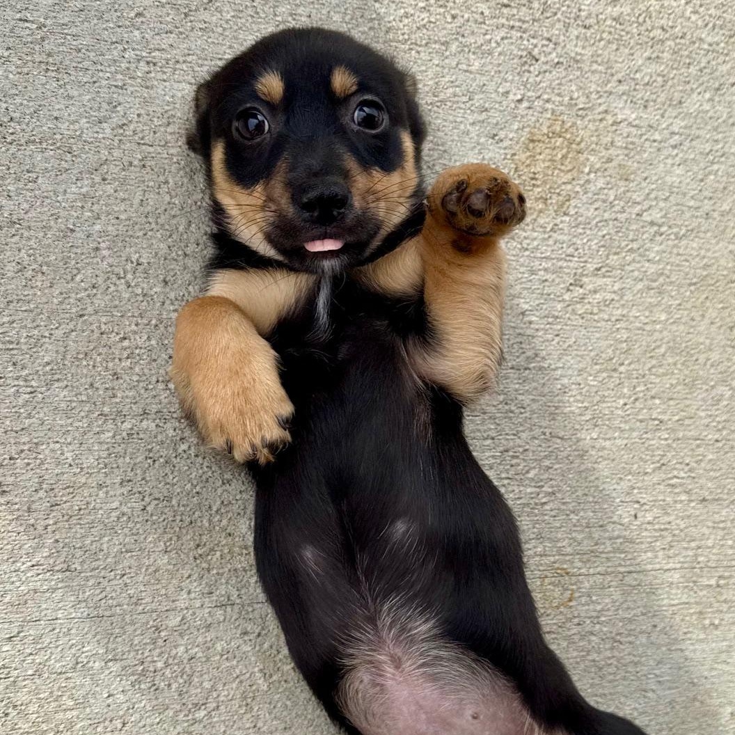 Enlarge Rudy, a ADOPTABLE mixed breed in Richmond, VA image 6/6