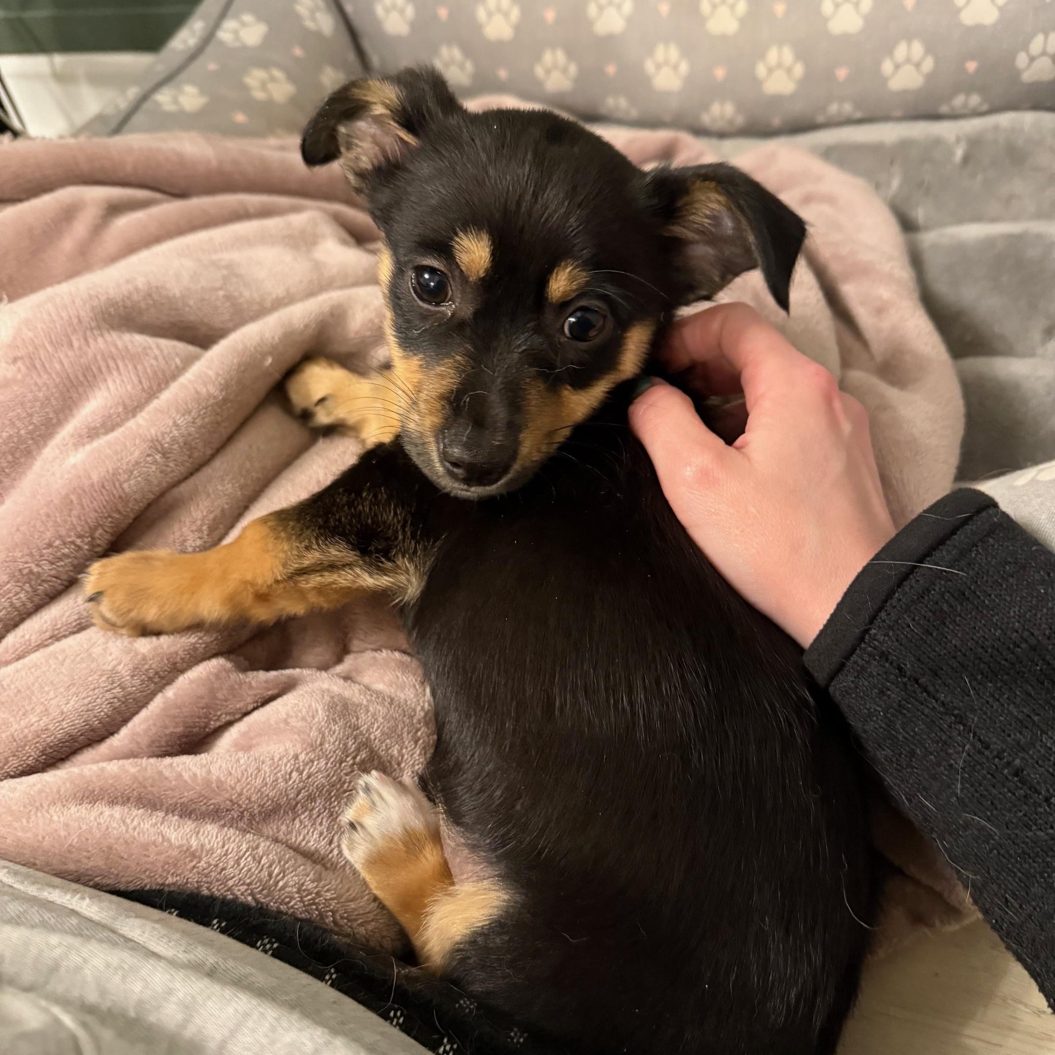 Enlarge Rudy, a ADOPTABLE mixed breed in Richmond, VA image 4/6