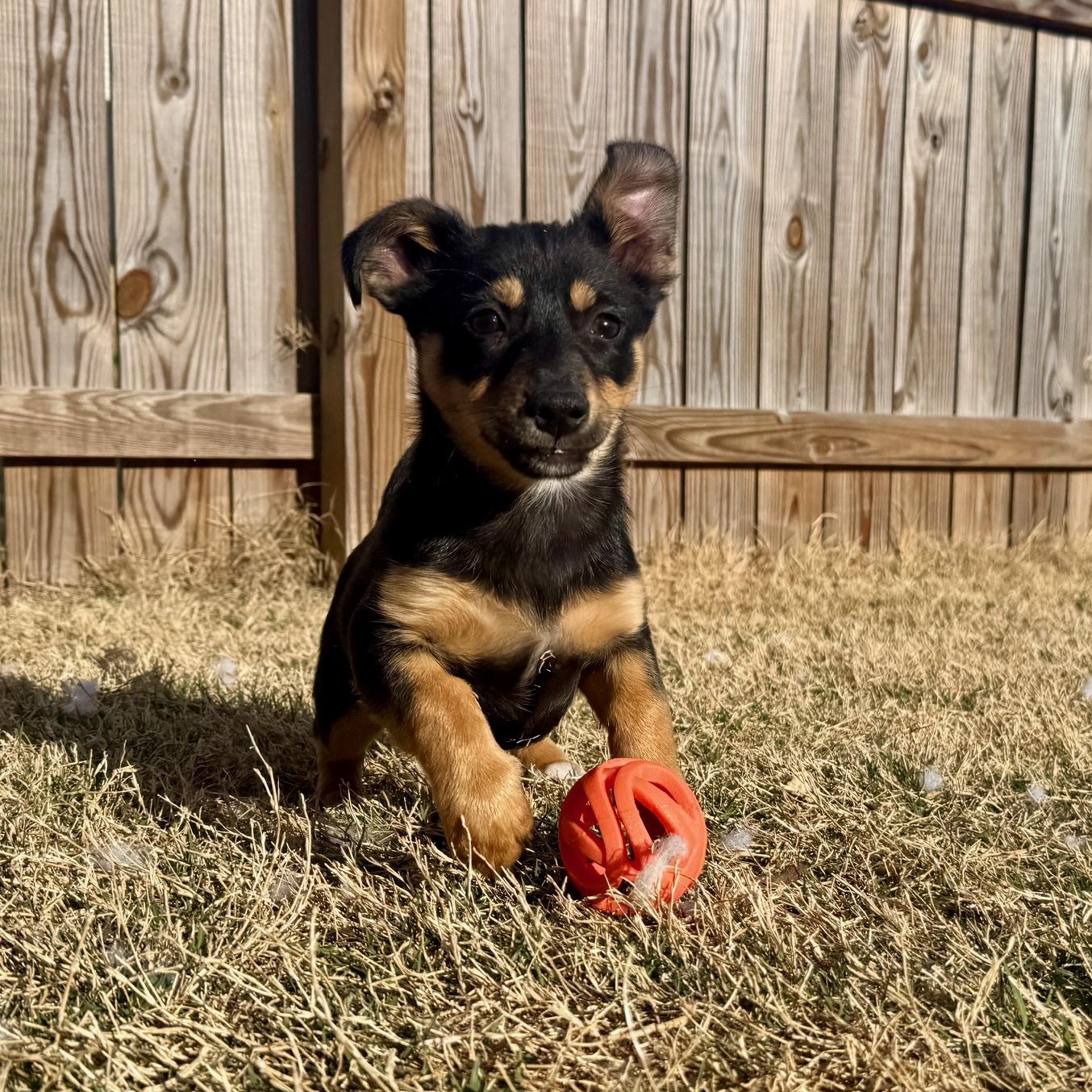 Enlarge Rudy, a ADOPTABLE mixed breed in Richmond, VA image 5/6