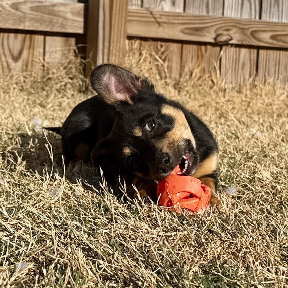 Enlarge Rudy, a ADOPTABLE mixed breed in Richmond, VA image 2/6