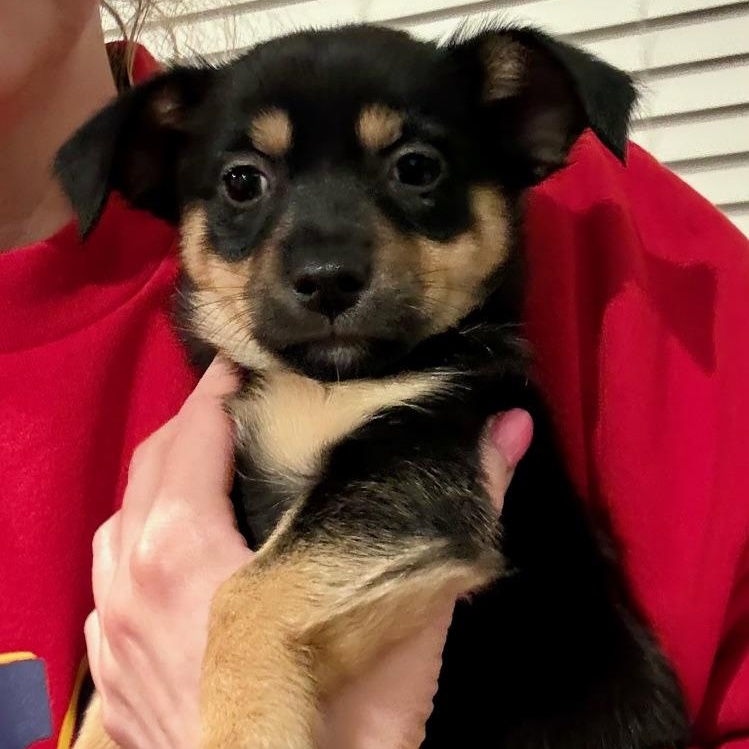 Enlarge Rudy, a ADOPTABLE mixed breed in Richmond, VA image 3/6