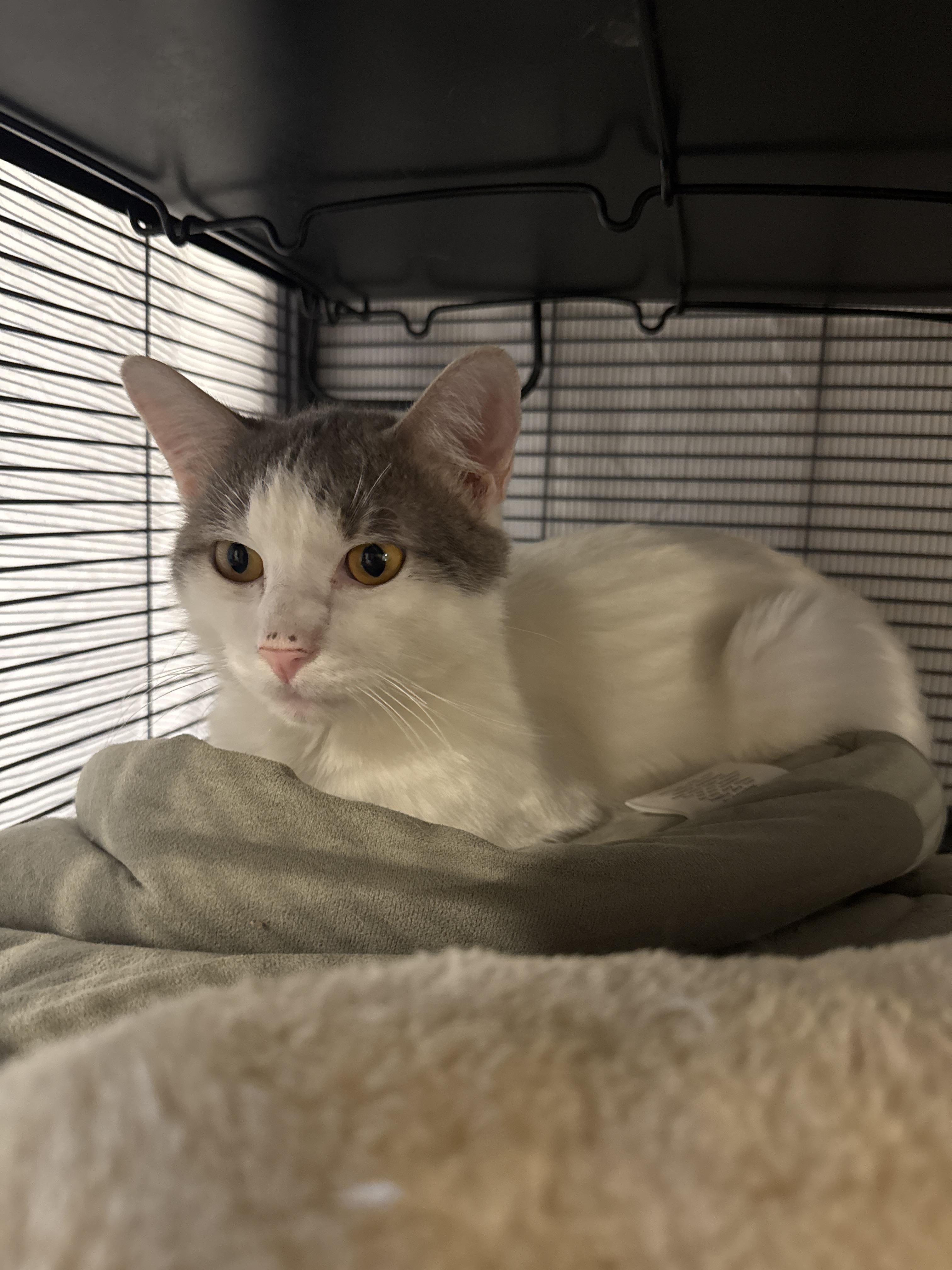 Georgie, Adopted, Young Male Domestic Short Hair.