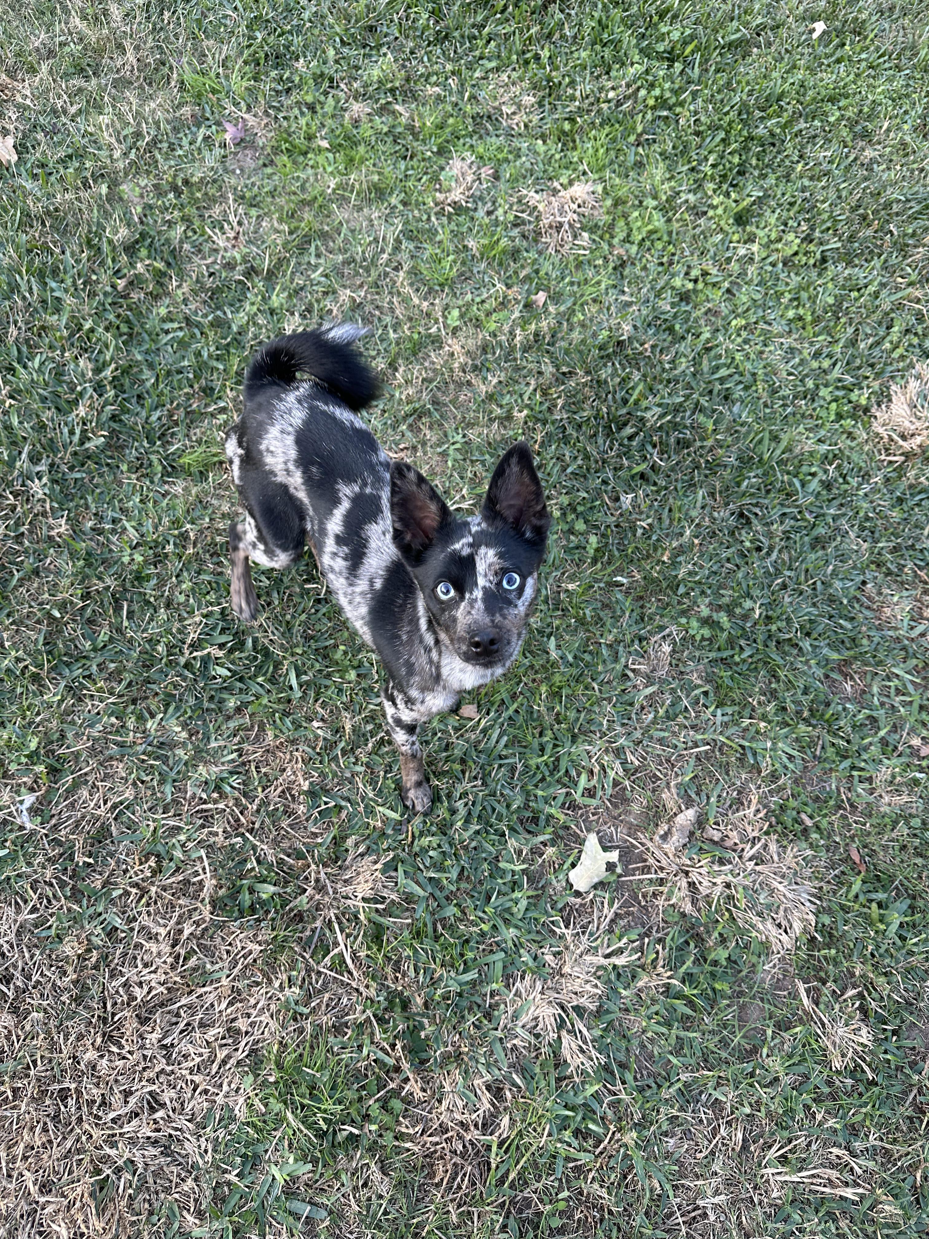 Kanga, a ADOPTABLE Mixed Breed in Montgomery, TX image 2/3