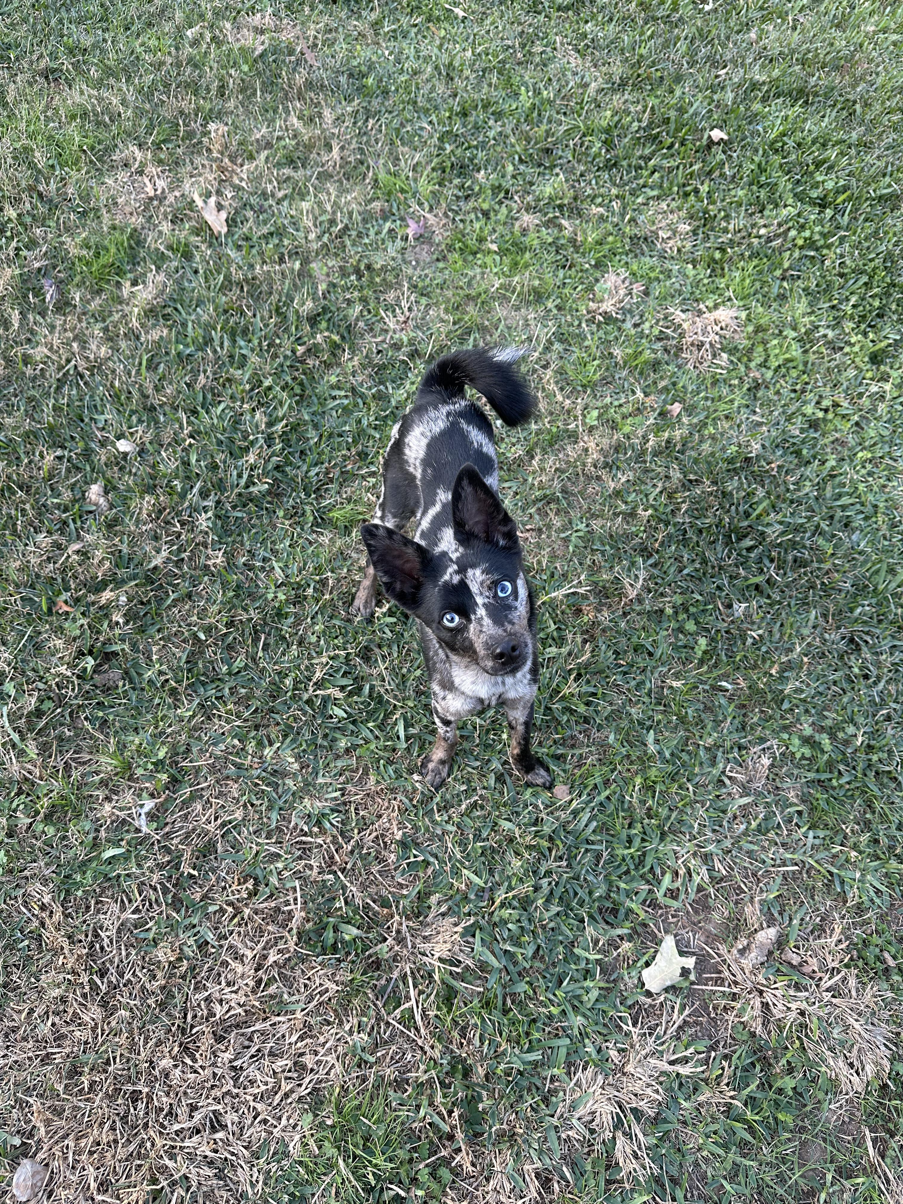 Kanga, a ADOPTABLE Mixed Breed in Montgomery, TX image 3/3