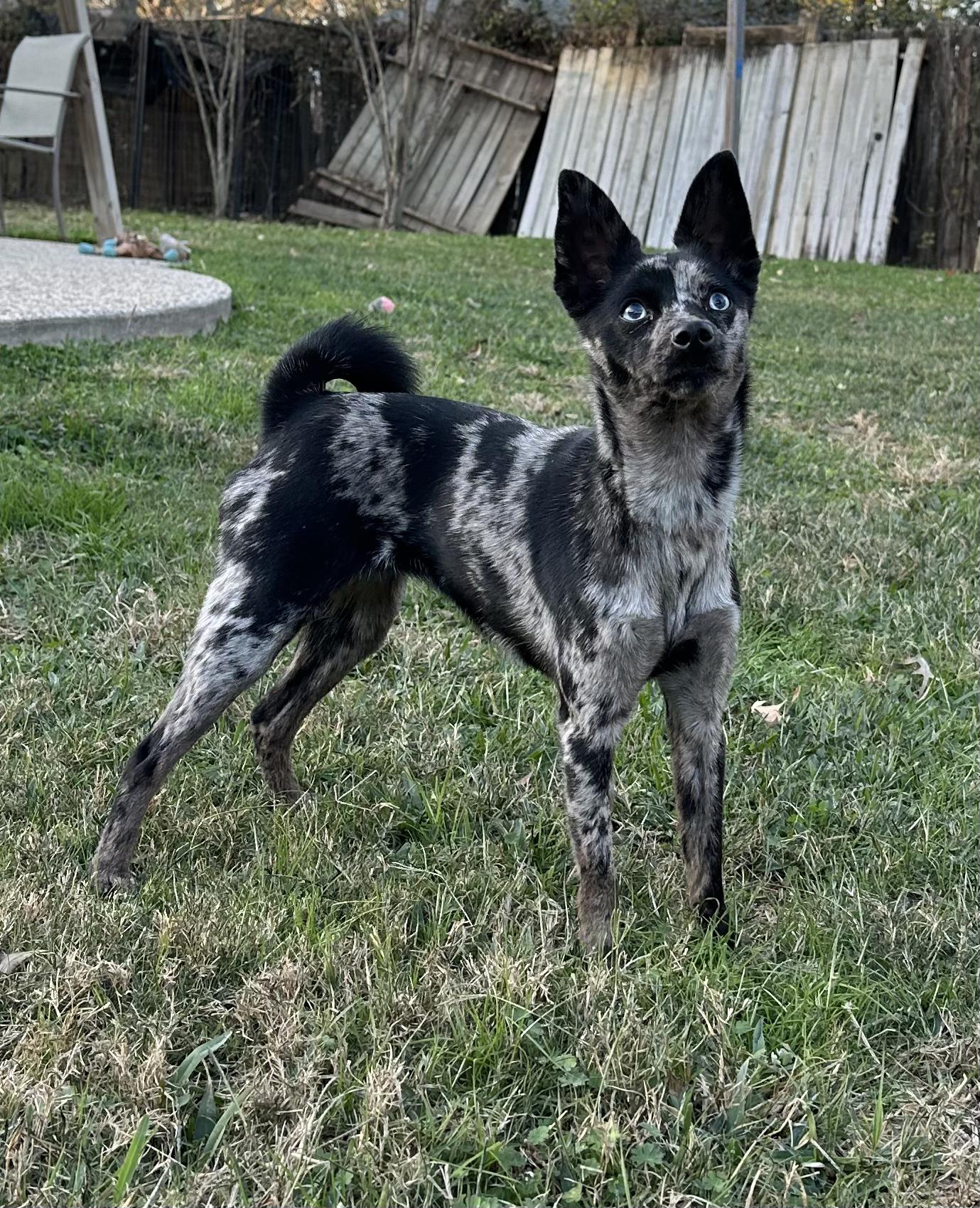 Kanga, ADOPTABLE, Young Female Mixed Breed.