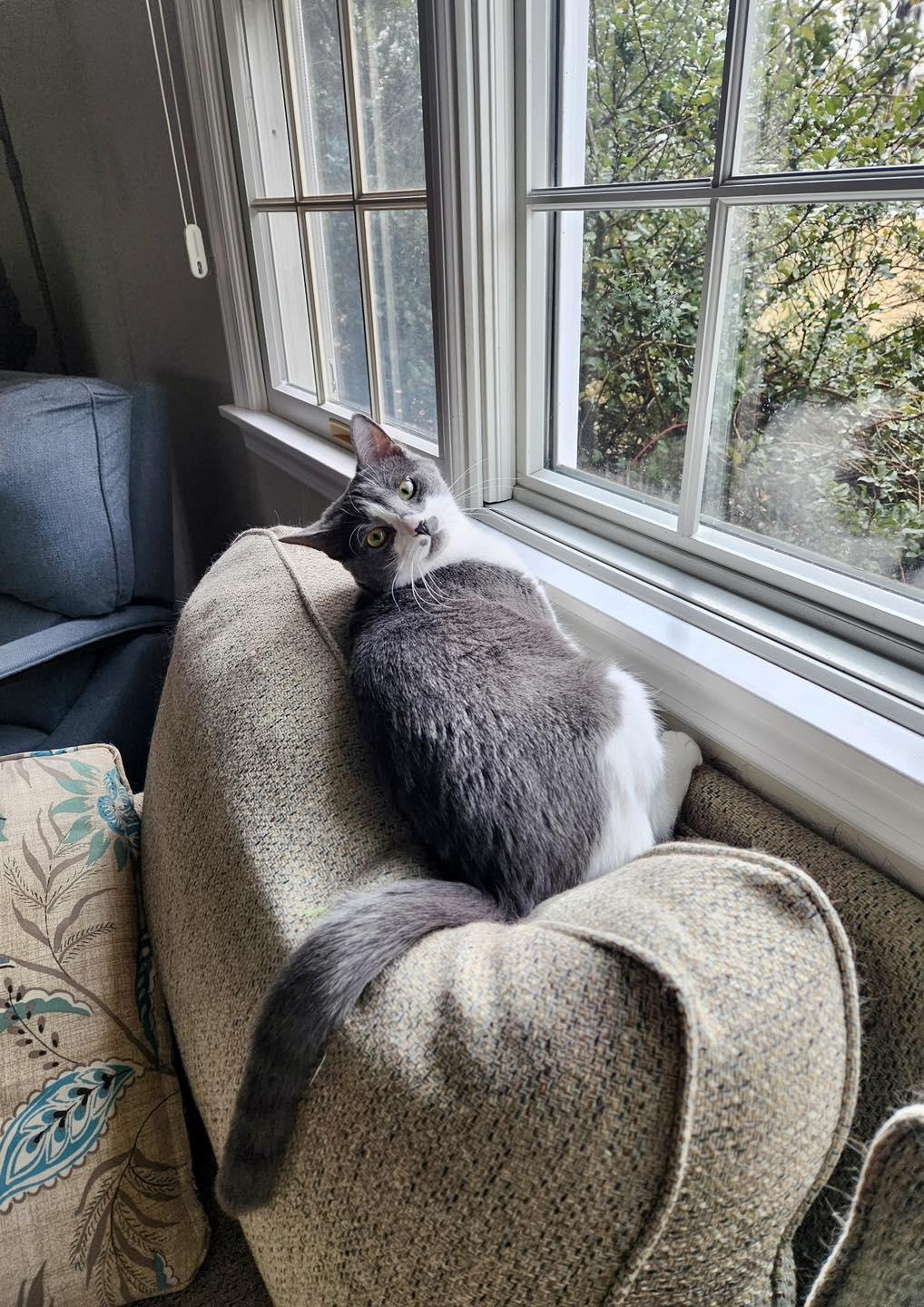 Chessy, a Adoptable Domestic Short Hair in Bethel, CT image 5/6