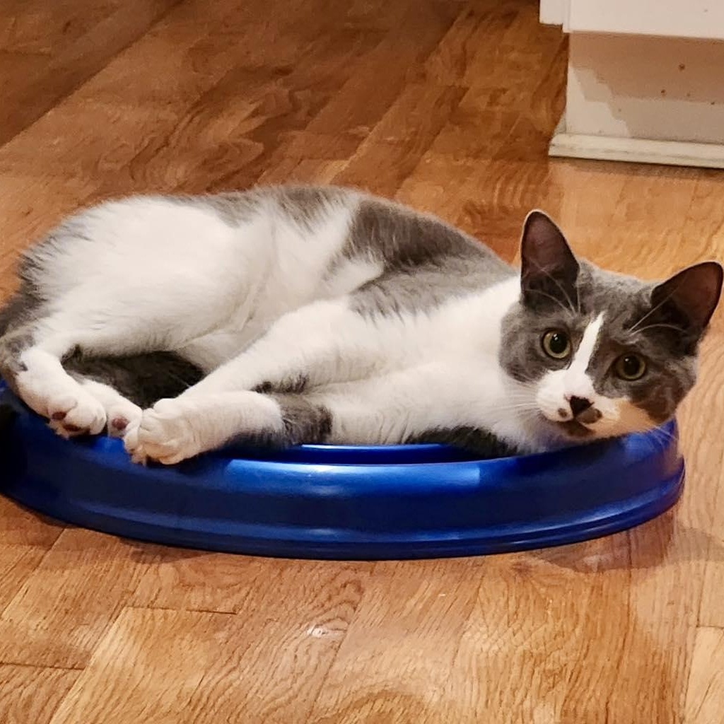 Chessy, Adoptable, Kitten Female Domestic Short Hair.