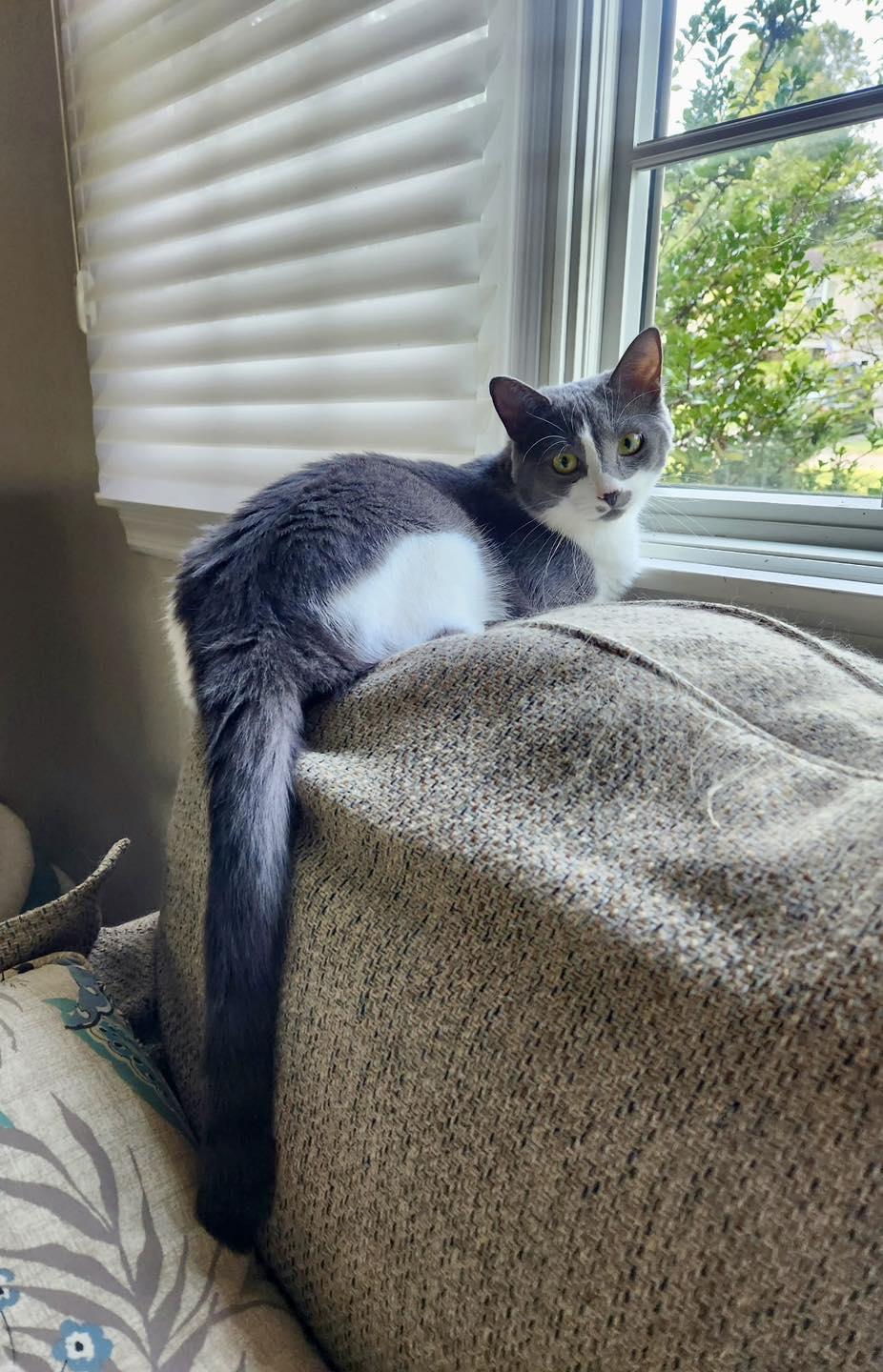 Chessy, a Adoptable Domestic Short Hair in Bethel, CT image 3/6