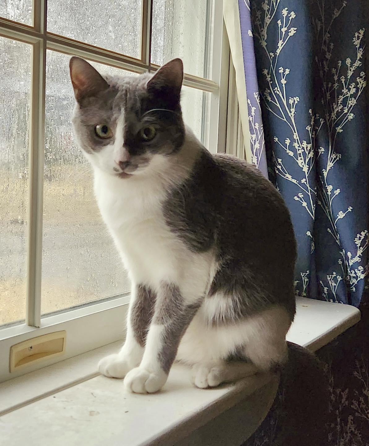 Chessy, a Adoptable Domestic Short Hair in Bethel, CT image 6/6