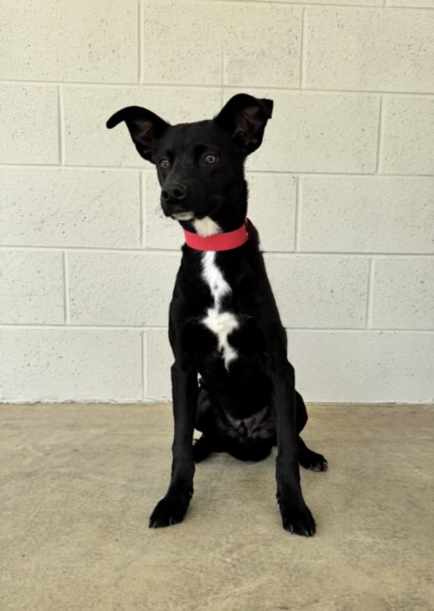Enlarge ZOINKS, a Adoptable mixed breed in Cookeville, TN image 1/1