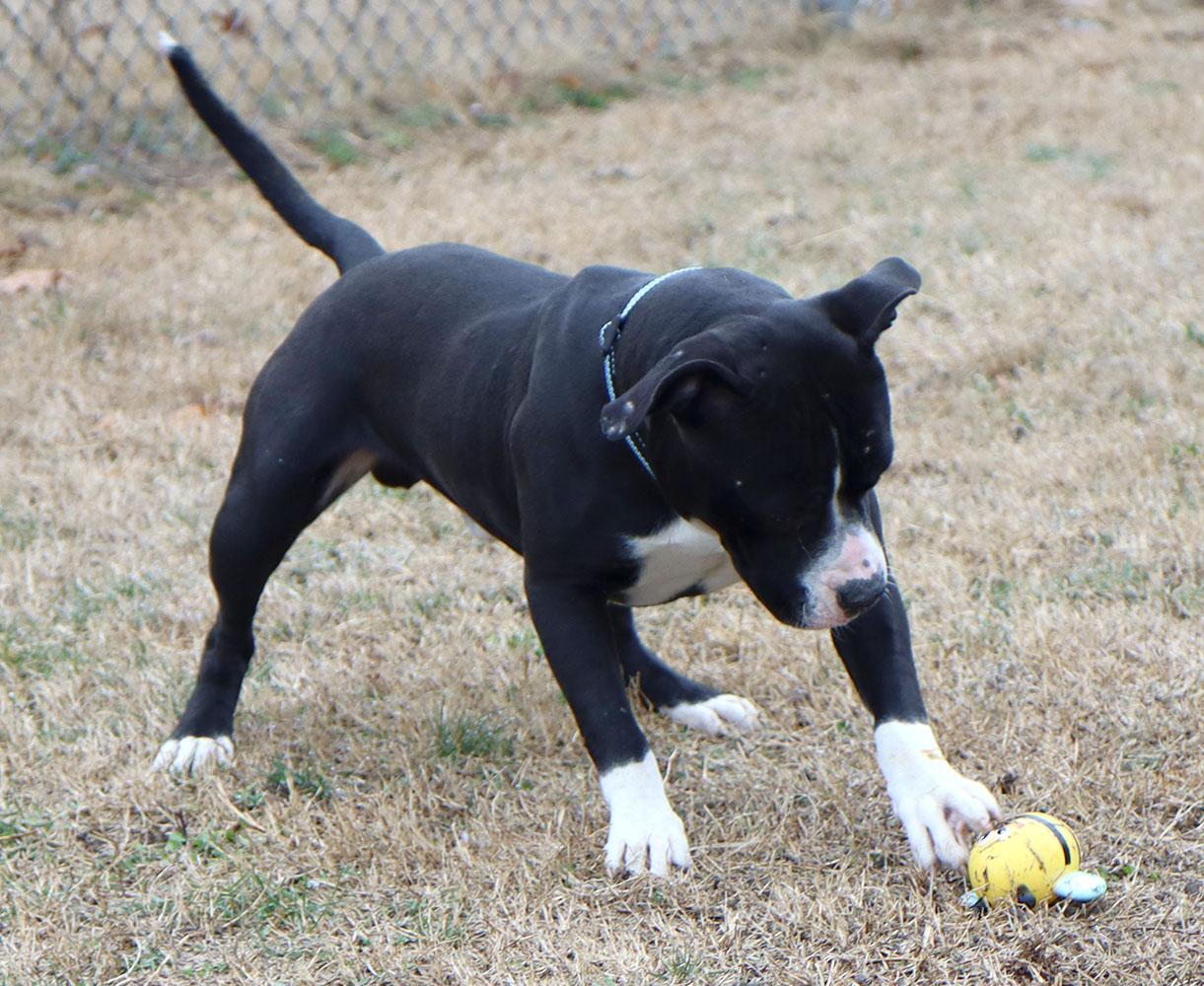 Enlarge Josh (AO35943), a ADOPTABLE mixed breed in Kansas City, KS image 4/6