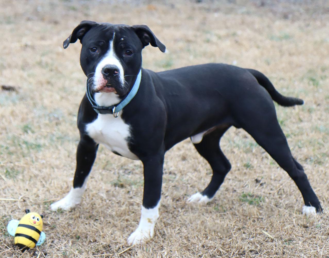 Enlarge Josh (AO35943), a ADOPTABLE mixed breed in Kansas City, KS image 3/6