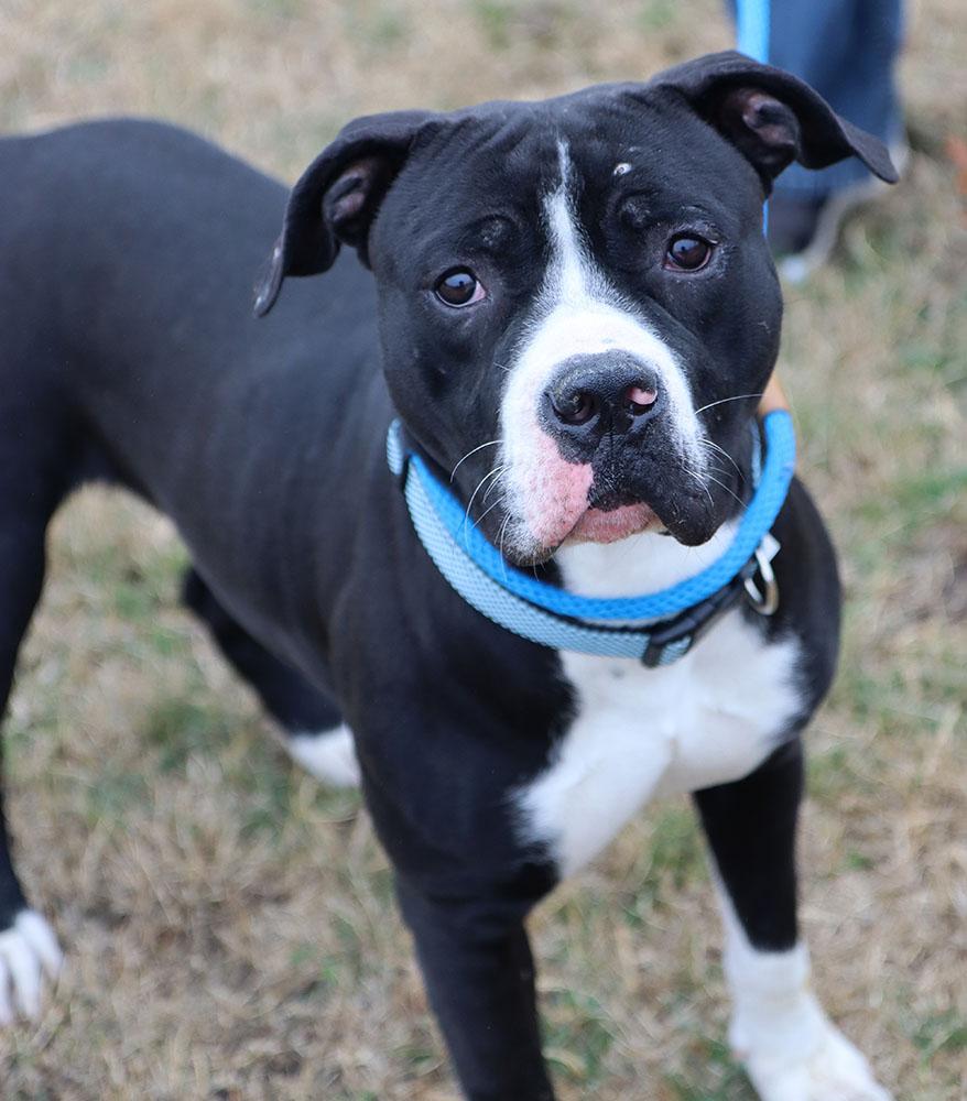 Enlarge Josh (AO35943), a ADOPTABLE mixed breed in Kansas City, KS image 5/6