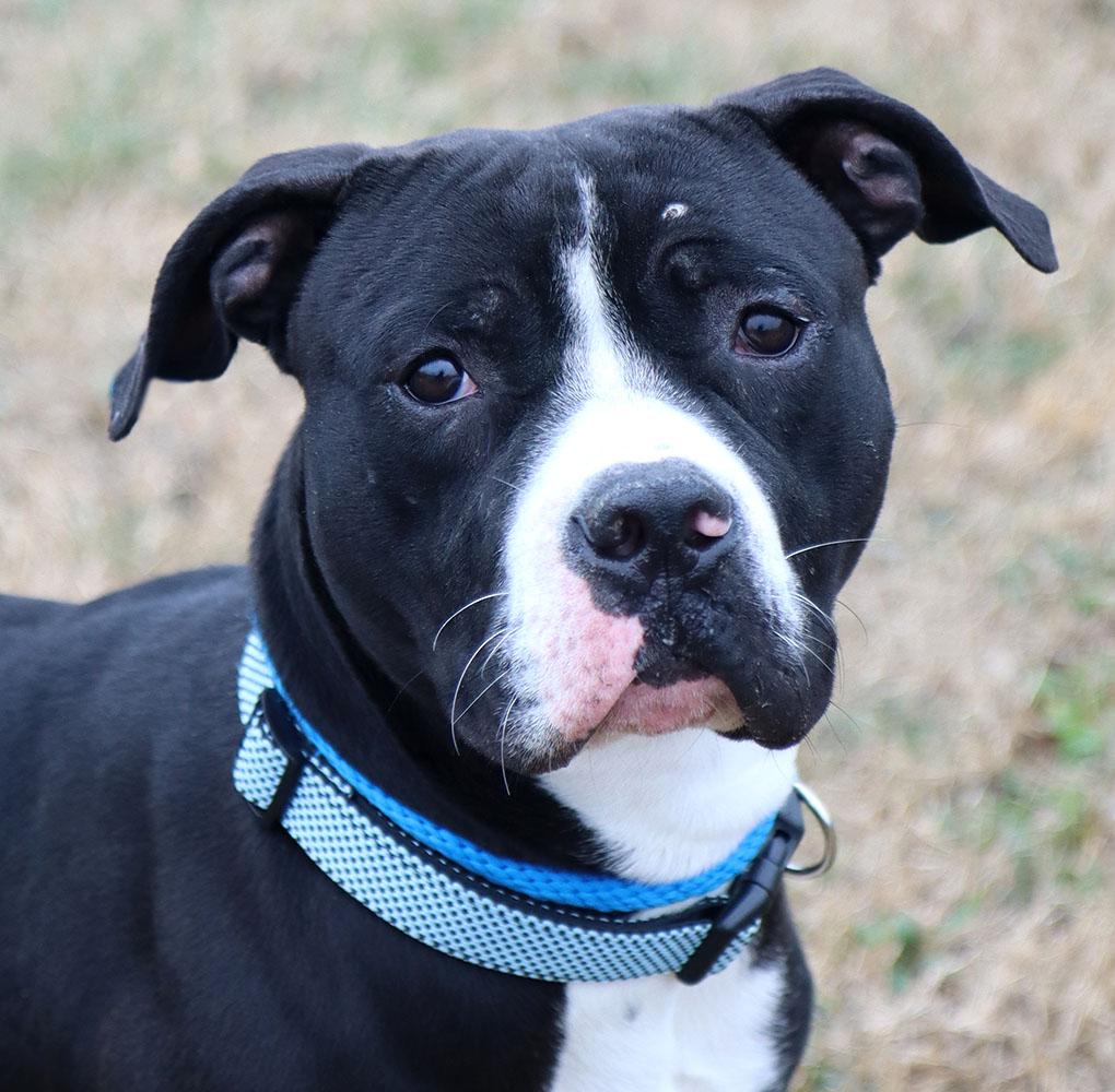 Enlarge Josh (AO35943), a ADOPTABLE mixed breed in Kansas City, KS image 1/6