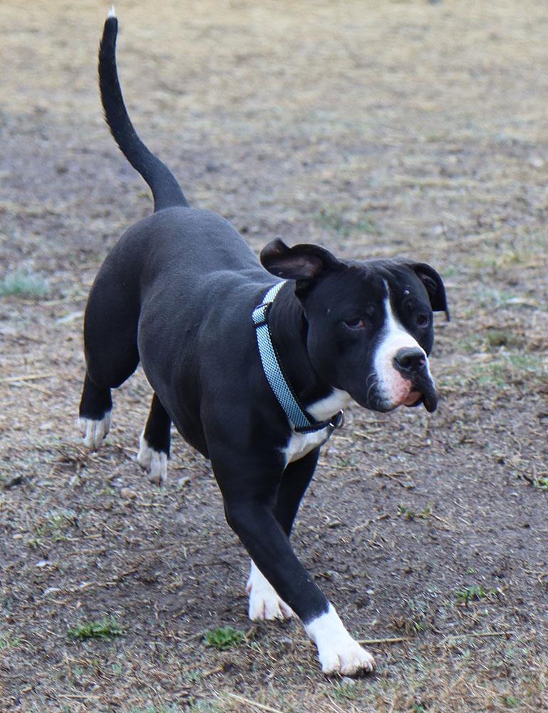 Enlarge Josh (AO35943), a ADOPTABLE mixed breed in Kansas City, KS image 2/6