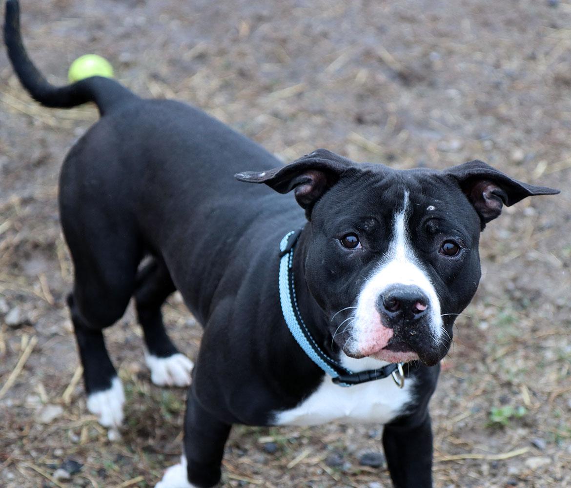Enlarge Josh (AO35943), a ADOPTABLE mixed breed in Kansas City, KS image 6/6