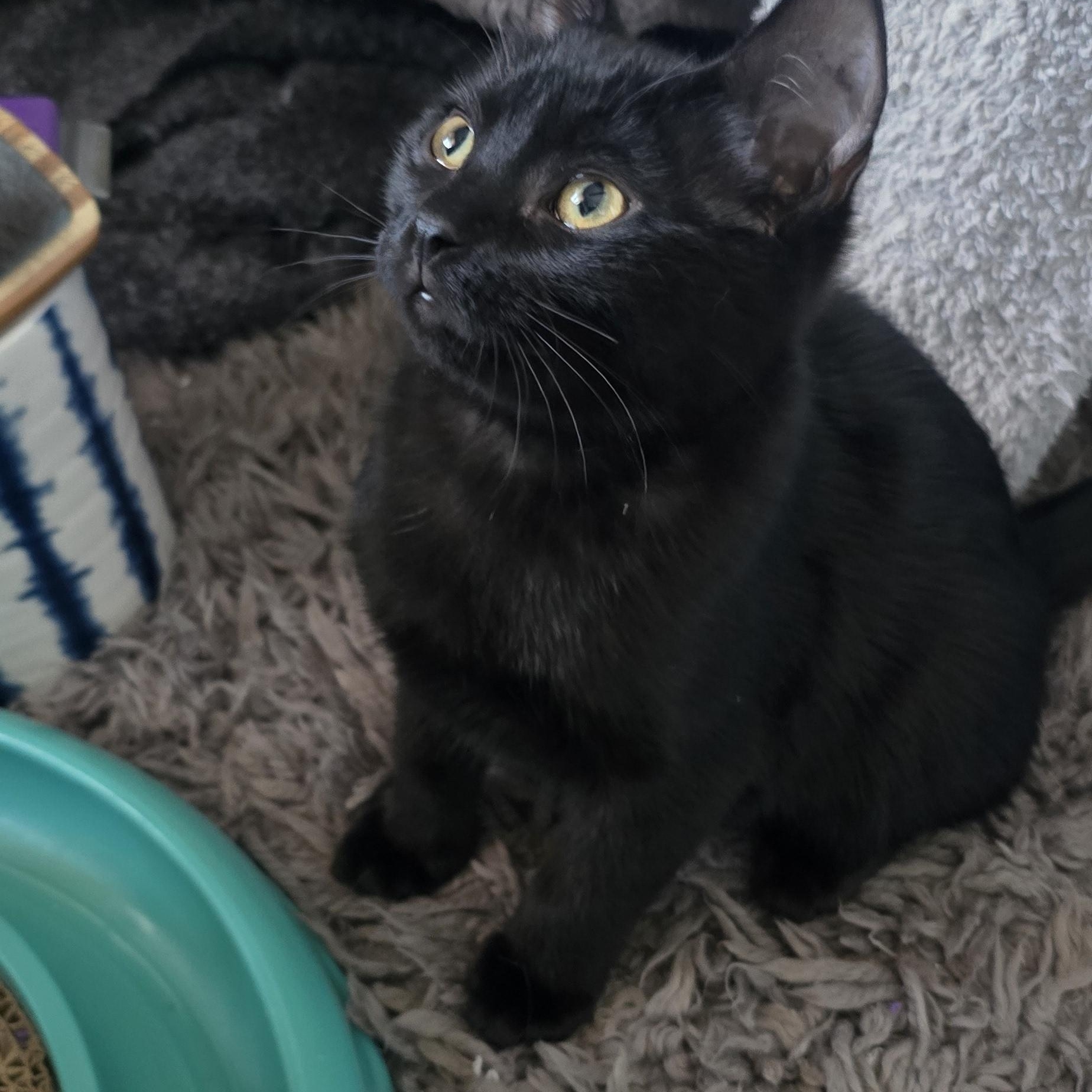 Enlarge Martina, an adoptable Domestic Short Hair in Eagan, MN image 1/5