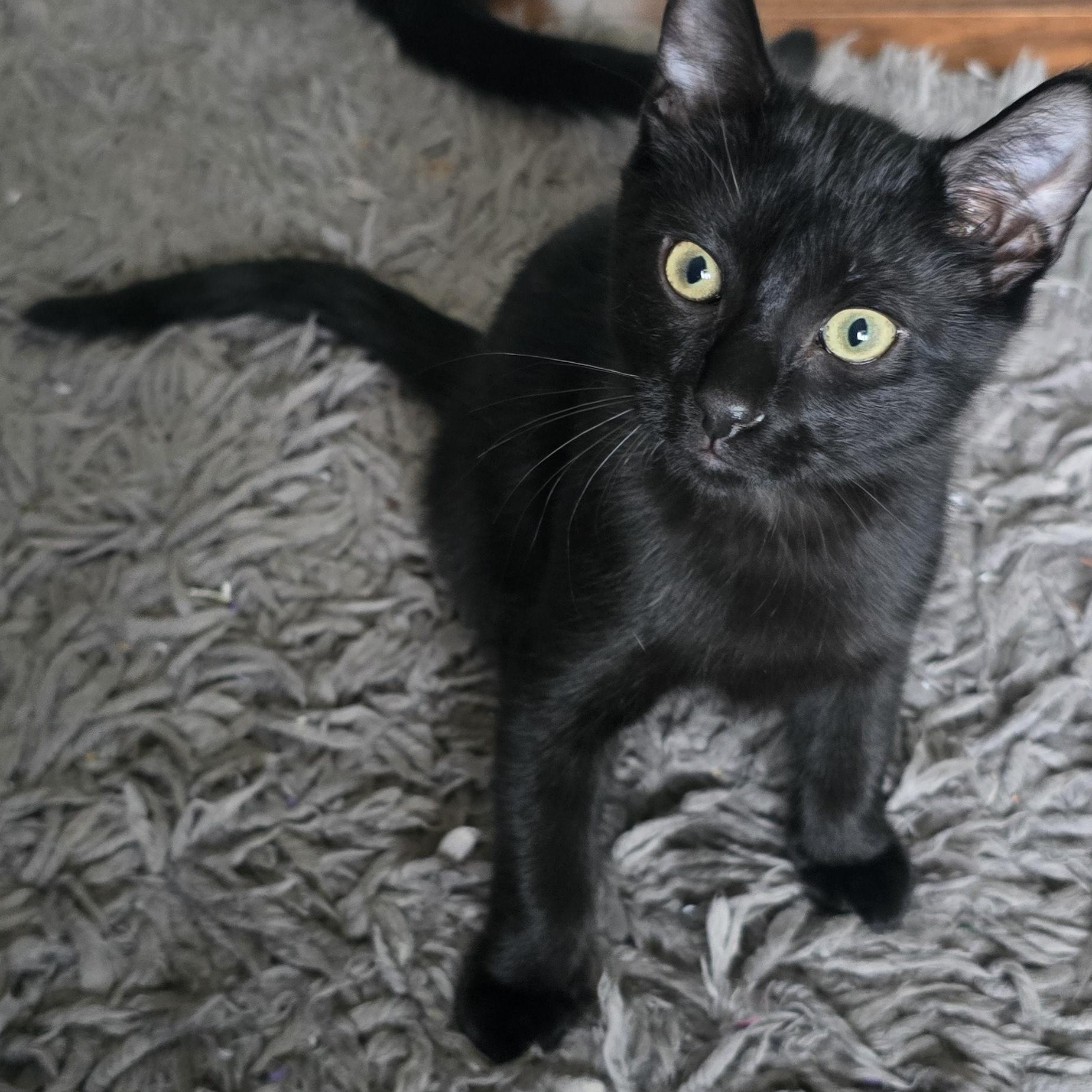 Enlarge Martina, an adoptable Domestic Short Hair in Eagan, MN image 3/5