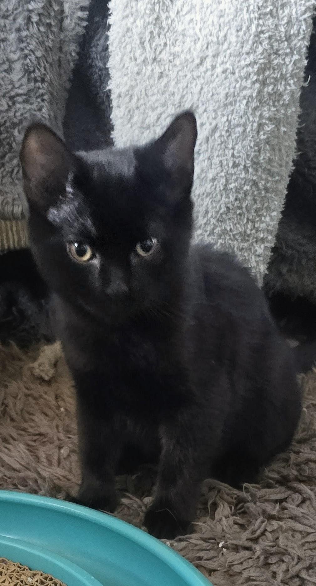 Enlarge Martina, an adoptable Domestic Short Hair in Eagan, MN image 2/5