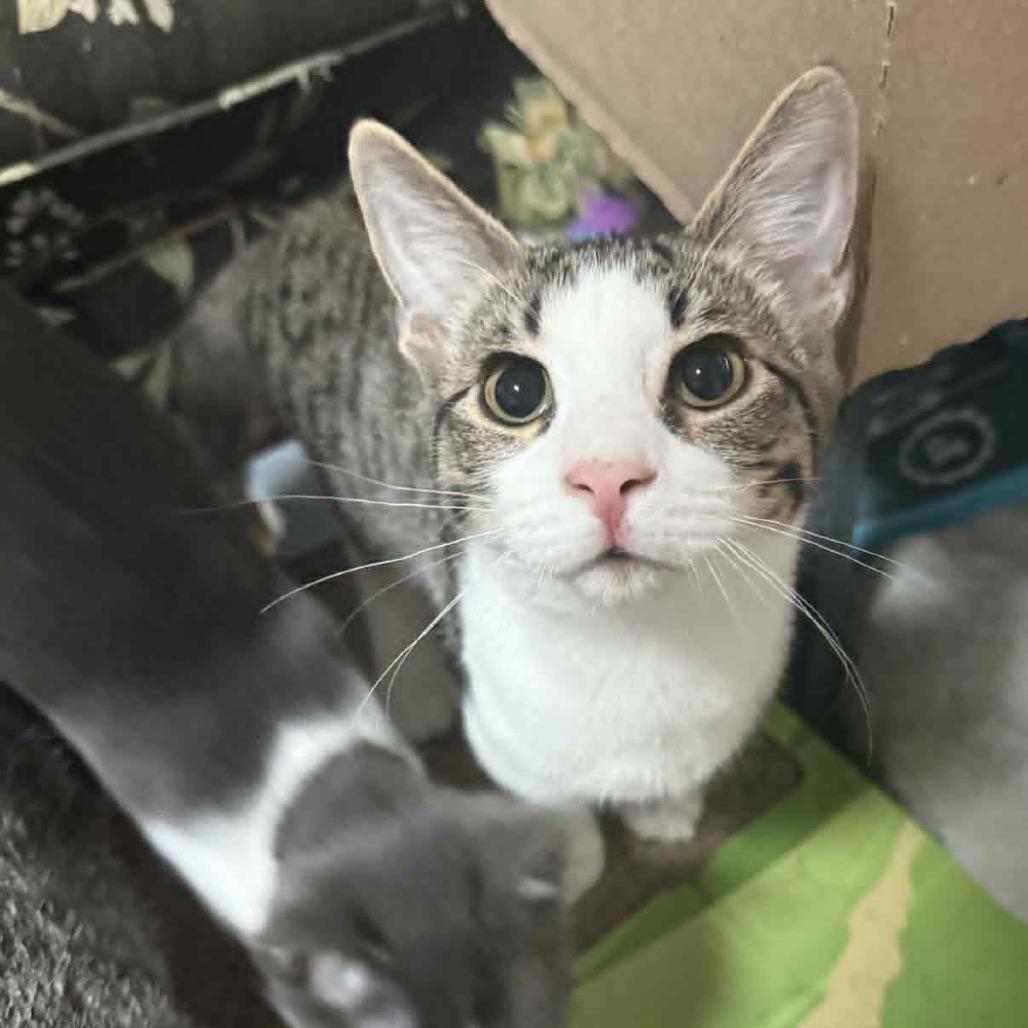 Enlarge Skipper, an adopted Domestic Short Hair in Wilmington, NC image 2/6