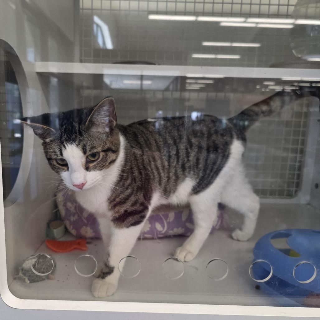 Enlarge Skipper, an adopted Domestic Short Hair in Wilmington, NC image 6/6